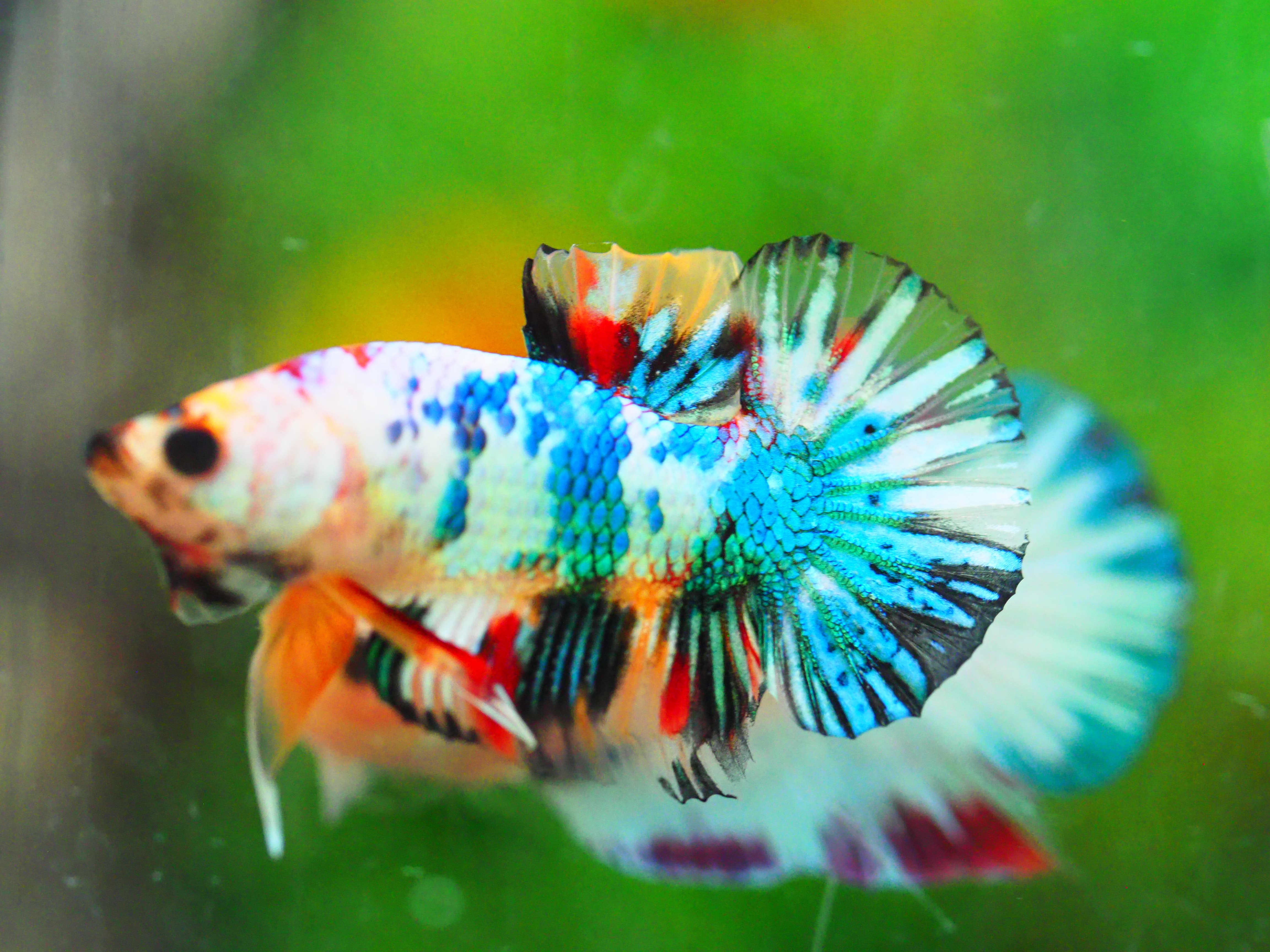 HMPK KOI GALAXY MALE GRADE A +++