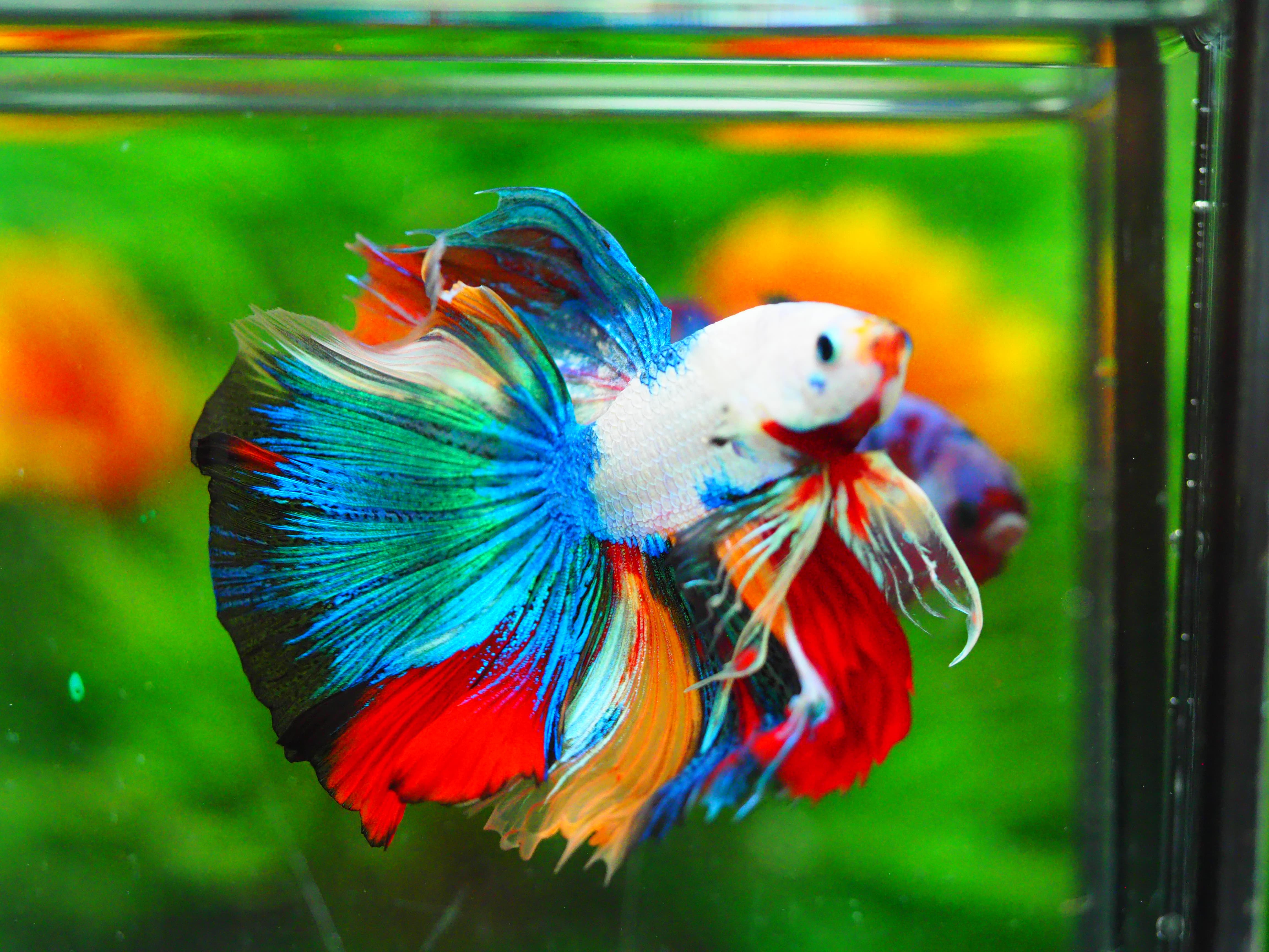 HM KOI GALAXY MALE GRADE A +++