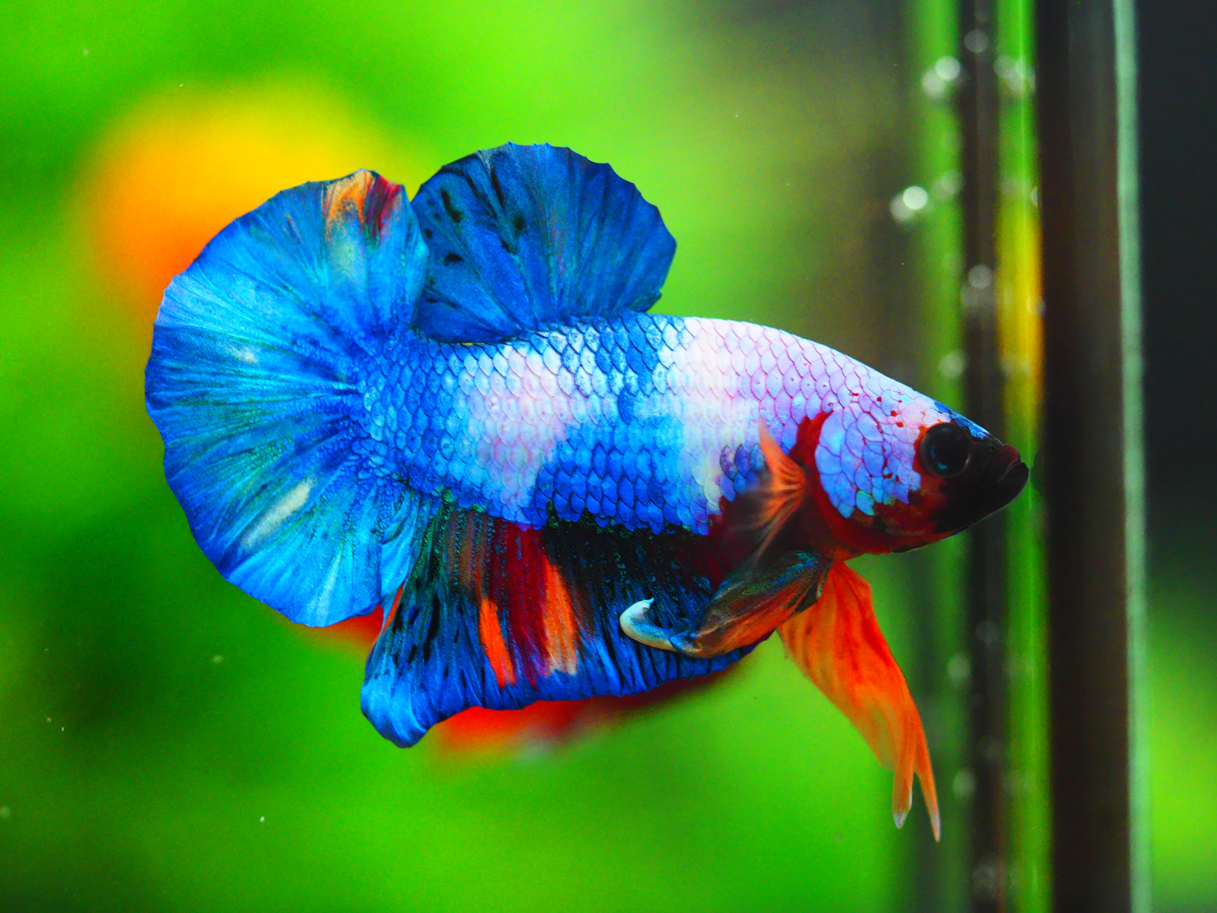 HMPK FANCY MALE GRADE A +++ ปลาเด็ก