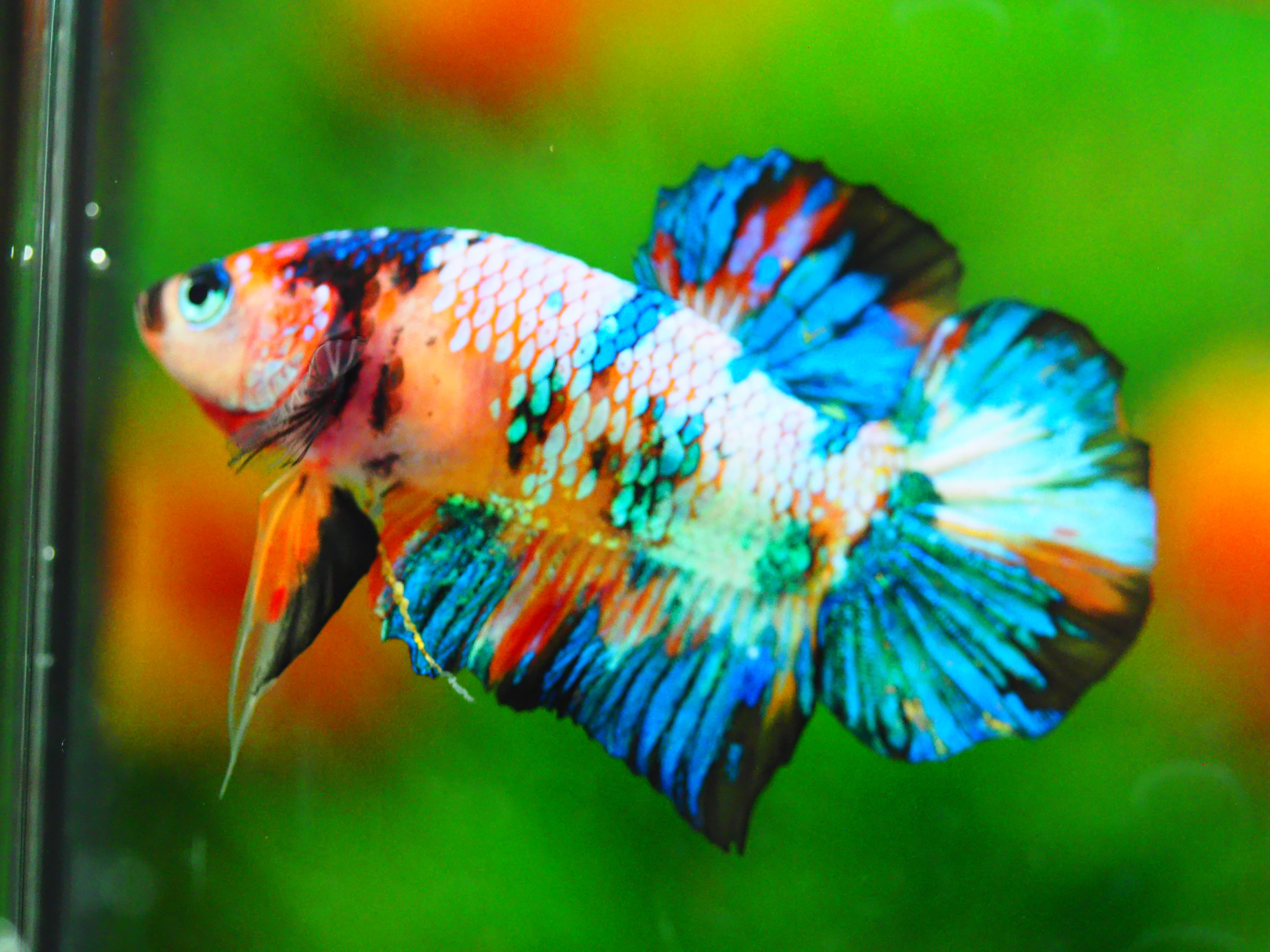 HMPK KOI GALAXY MALE GRADE A +++