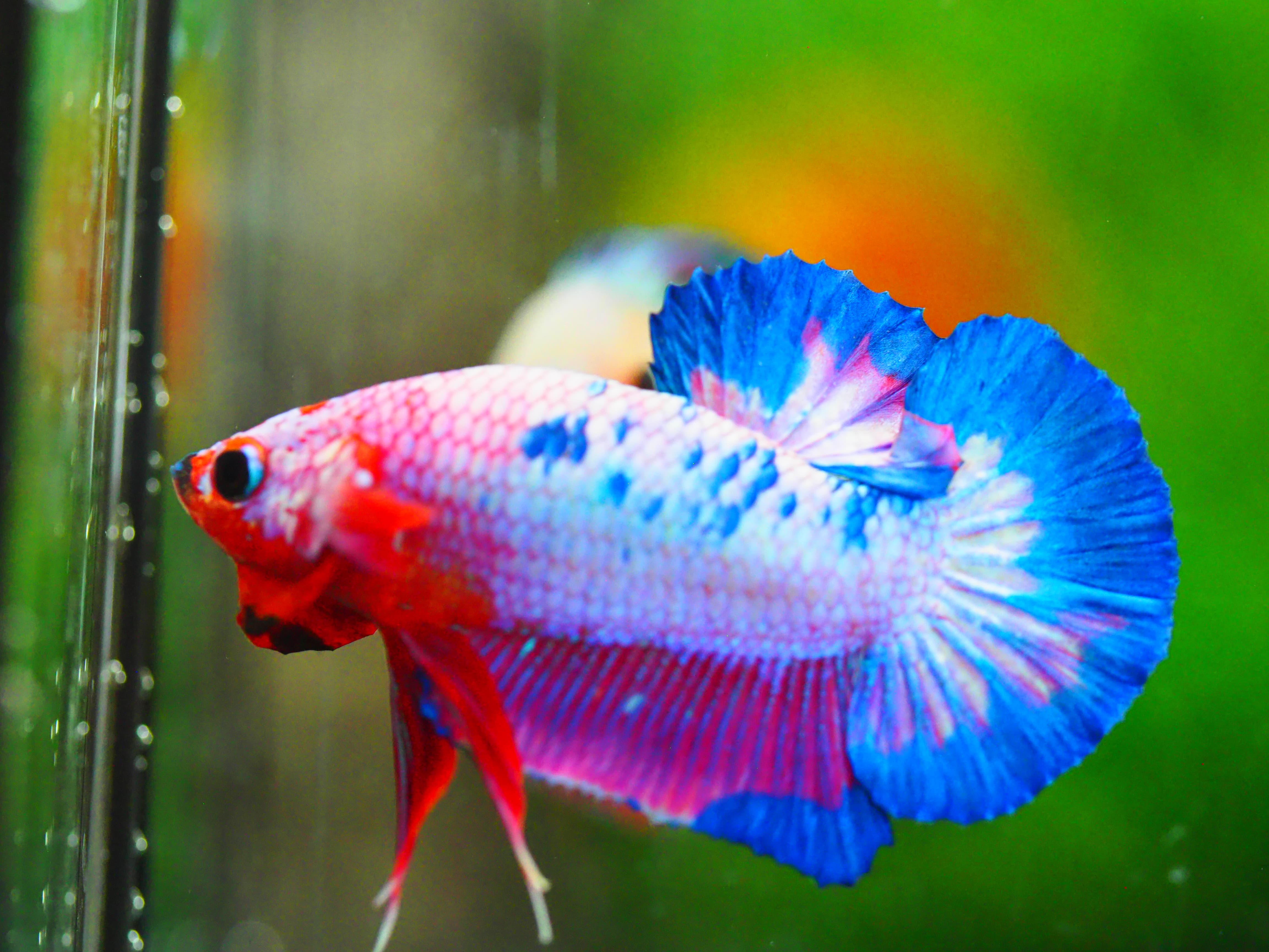 HMPK FANCY MALE GRADE A +++