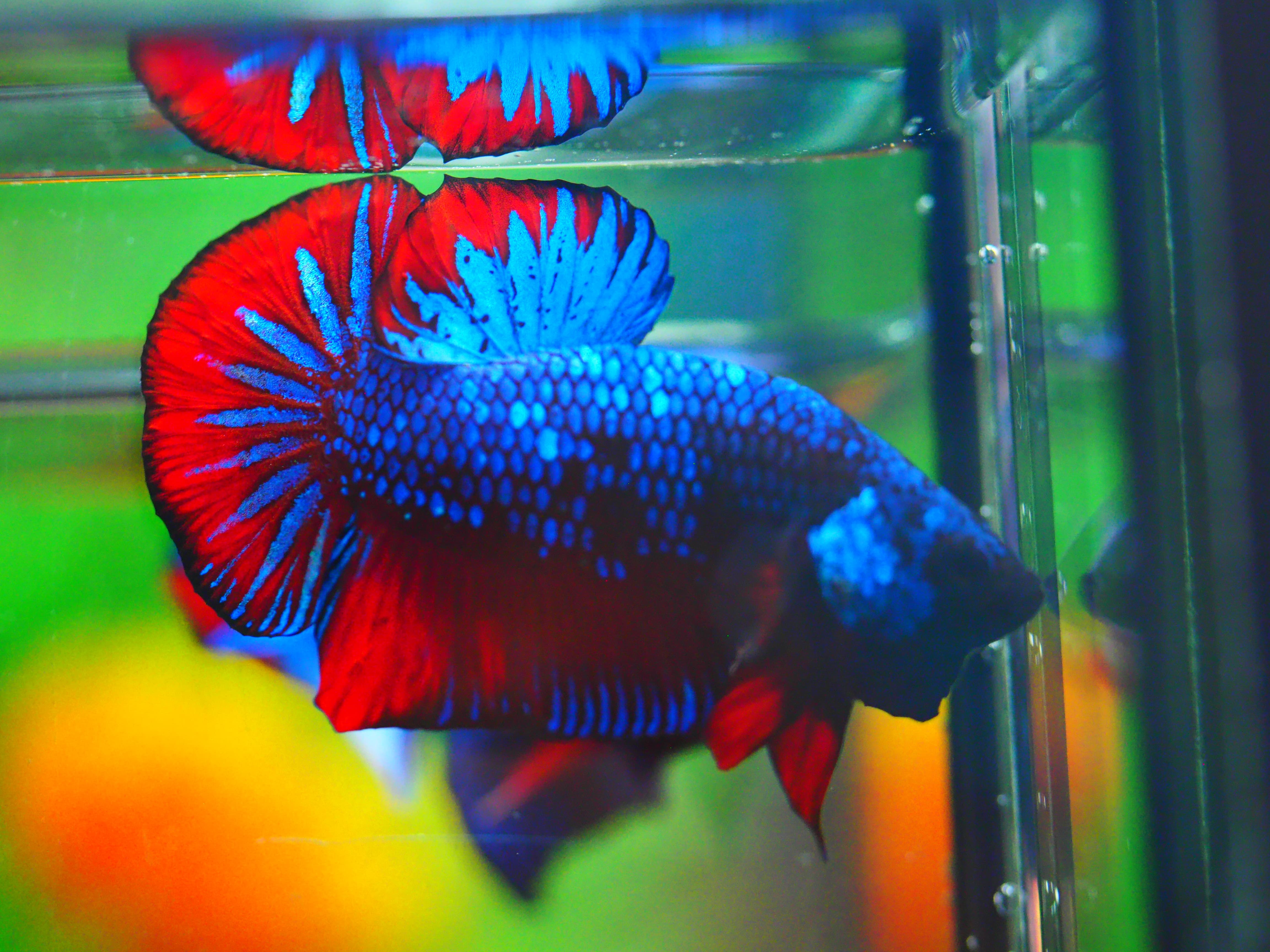 HMPK FANCY MALE GRADE A +++