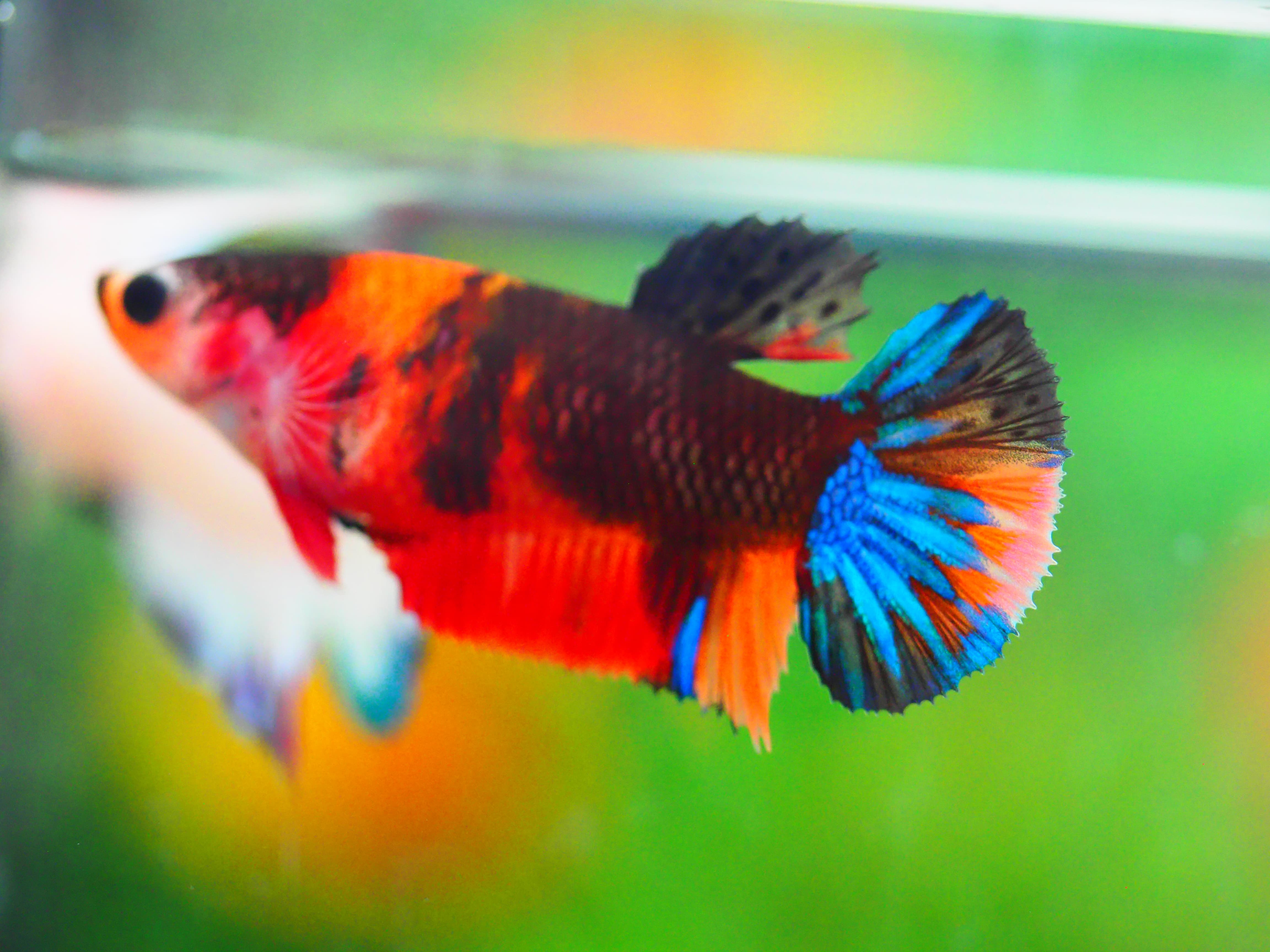 HMPK NEMO GALAXY FNMALE GRADE A +++