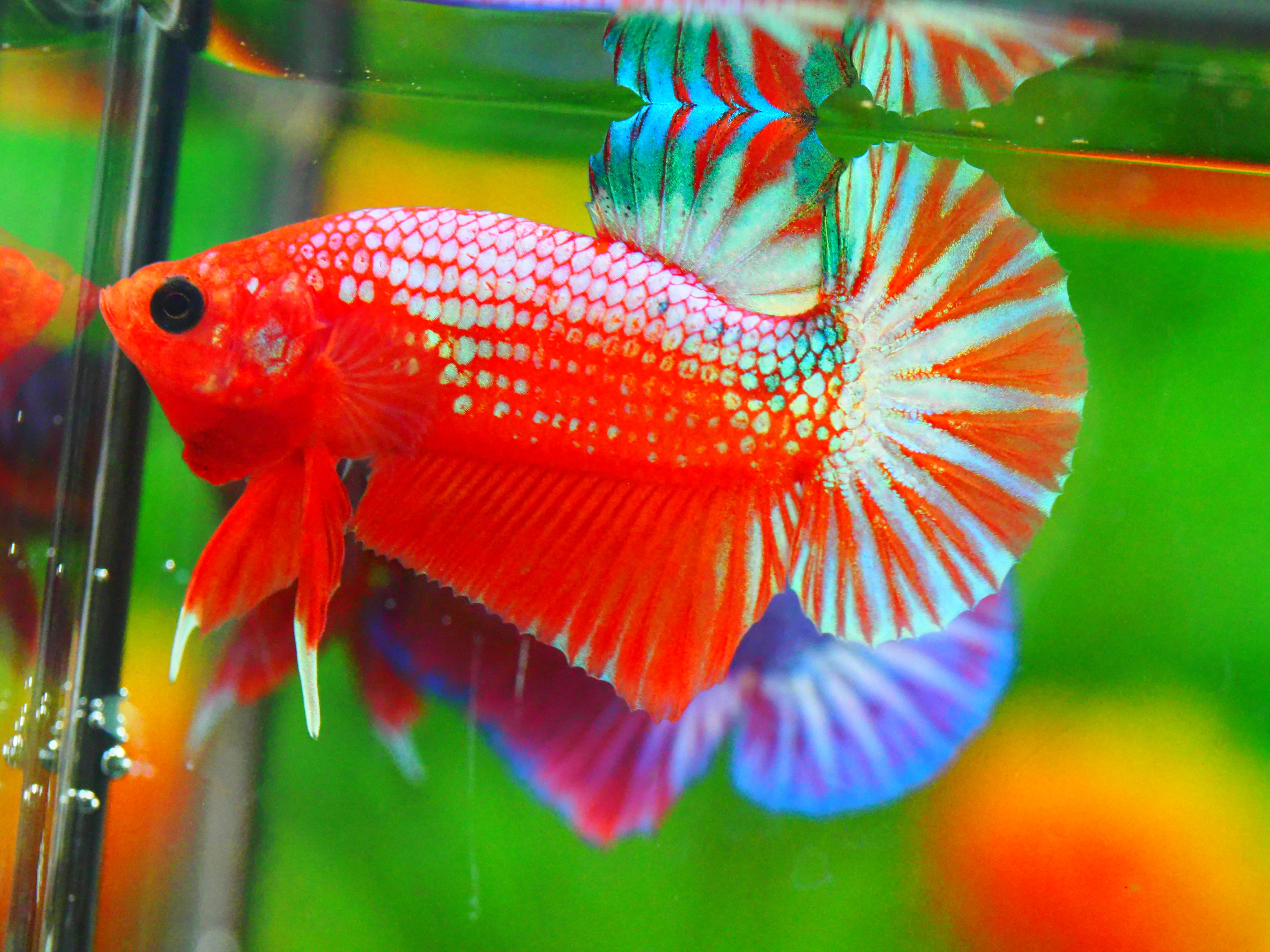 HMPK FANCY MALE GRADE A +++