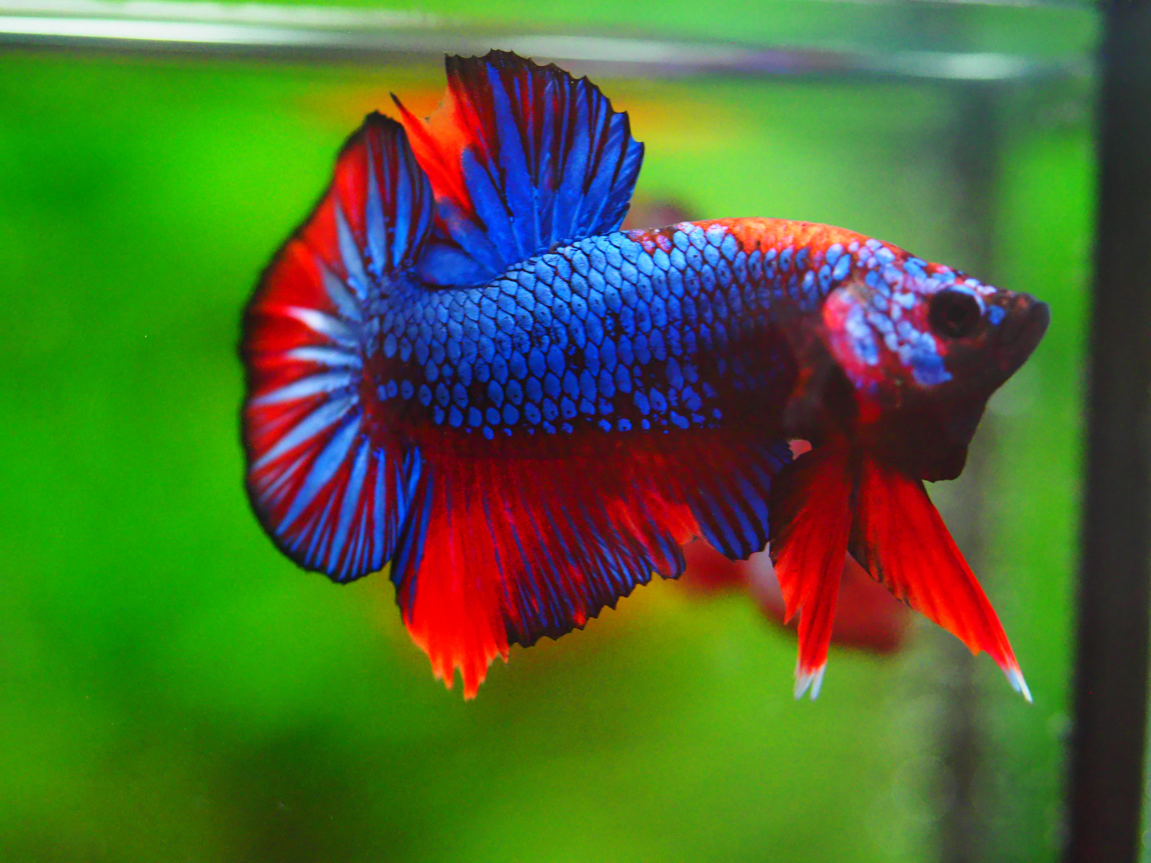 HMPK FANCY MALE GRADE A +++