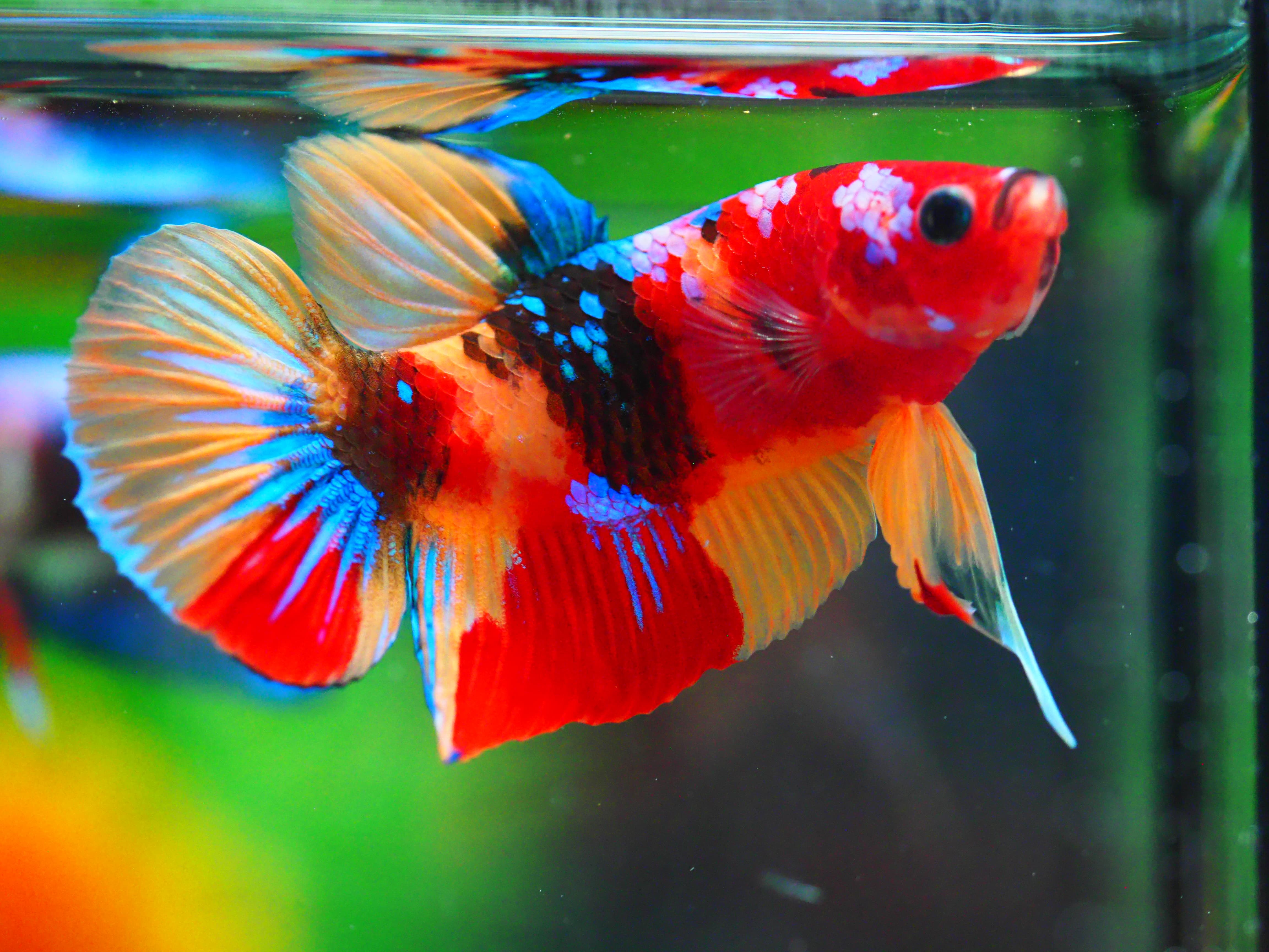 HMPK NEMO GALAXY MALE GRADE A +++