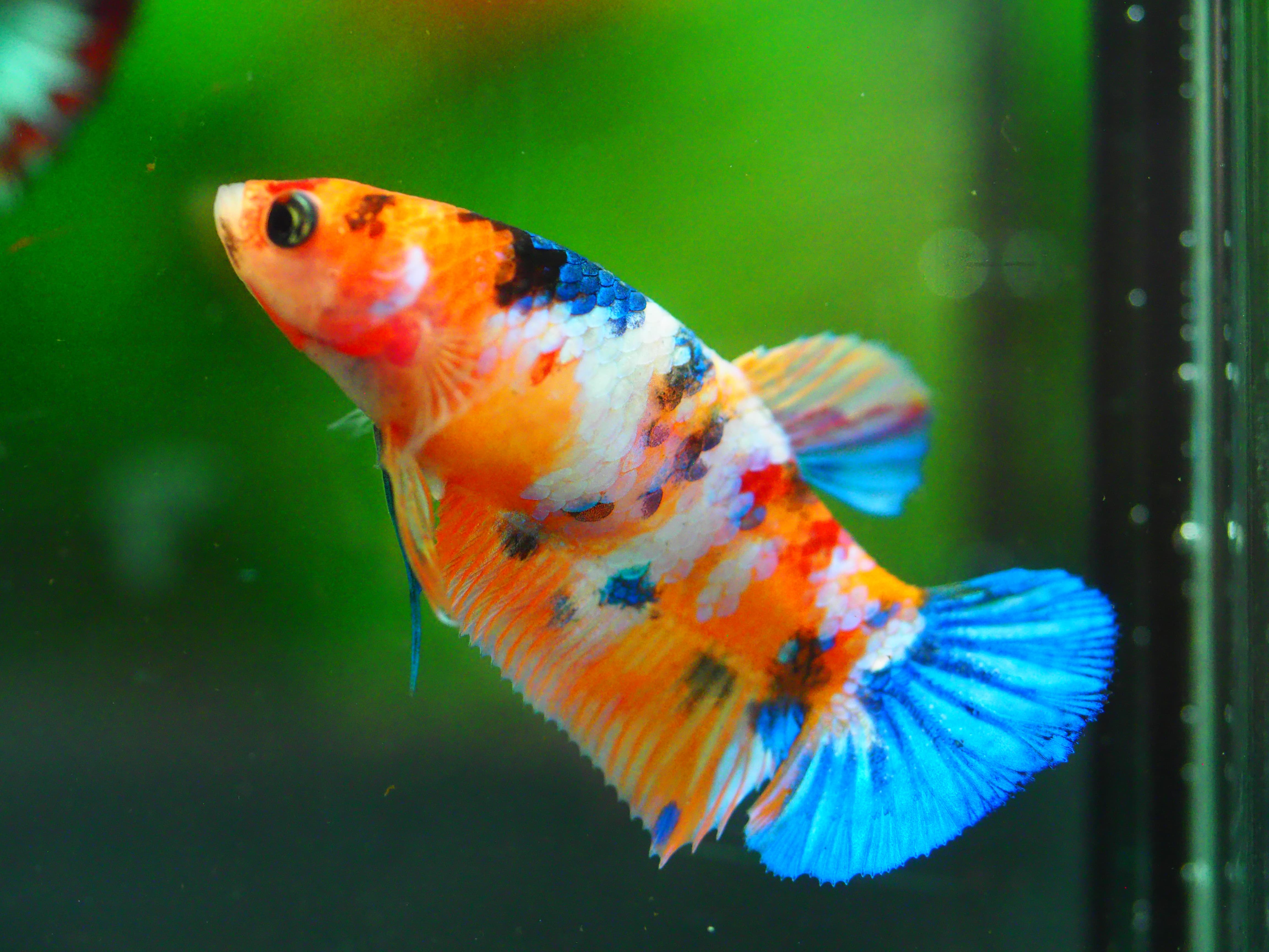 HMP KOI GALAXY FN MALE GRADE A +++