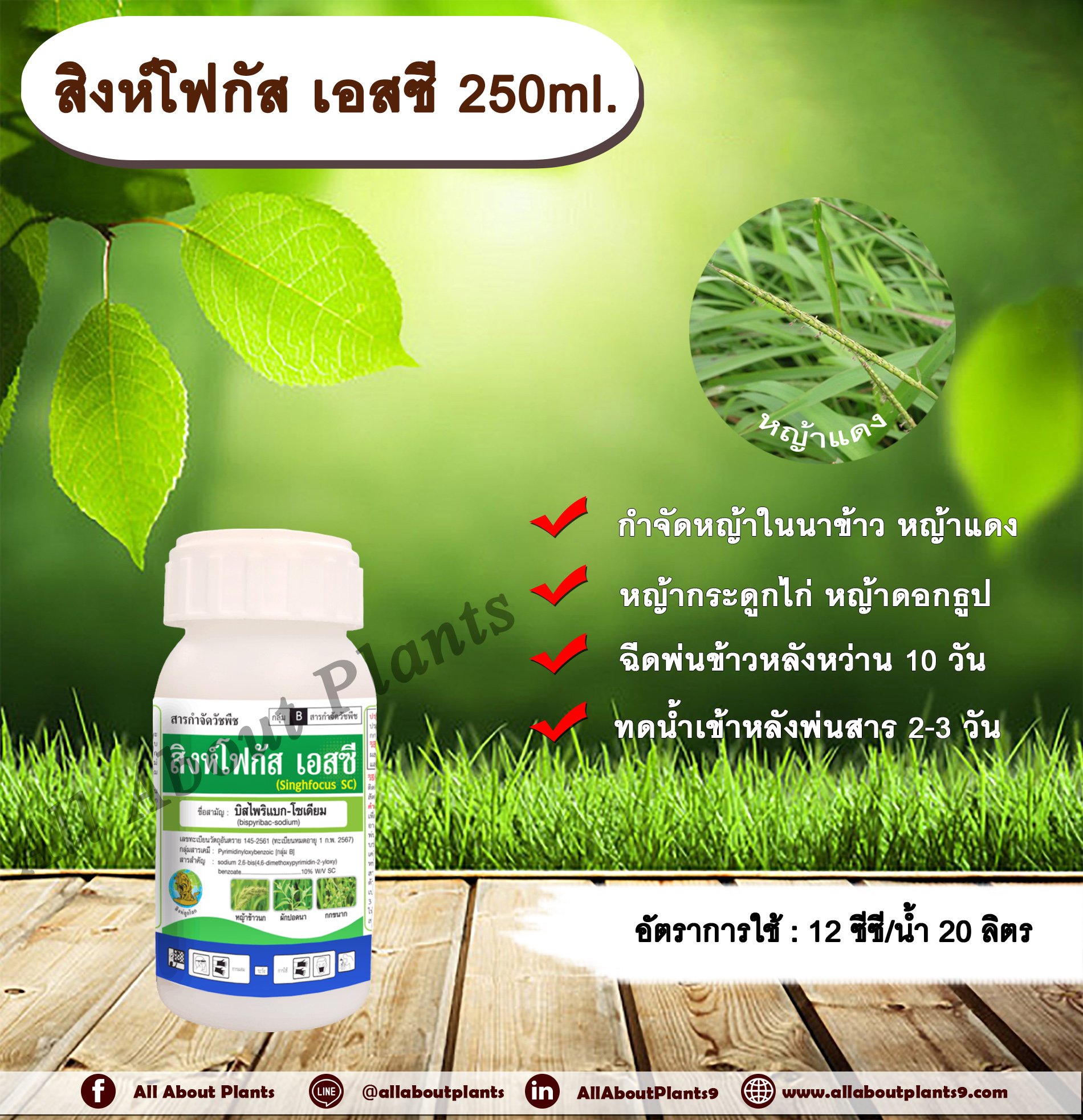 สิงห์โฟกัส เอสซี 250ml.บิสไพริแบกโซเดียม สารกำจัดวัชพืช กำจัดหญ้า ในนาข้าว กำจัดหญ้าแดง หญ้ากระดูกไก่ หญ้าดอกธูป หญ้าดอกต่อ หญ้าเดือย allaboutplants ชิ้น