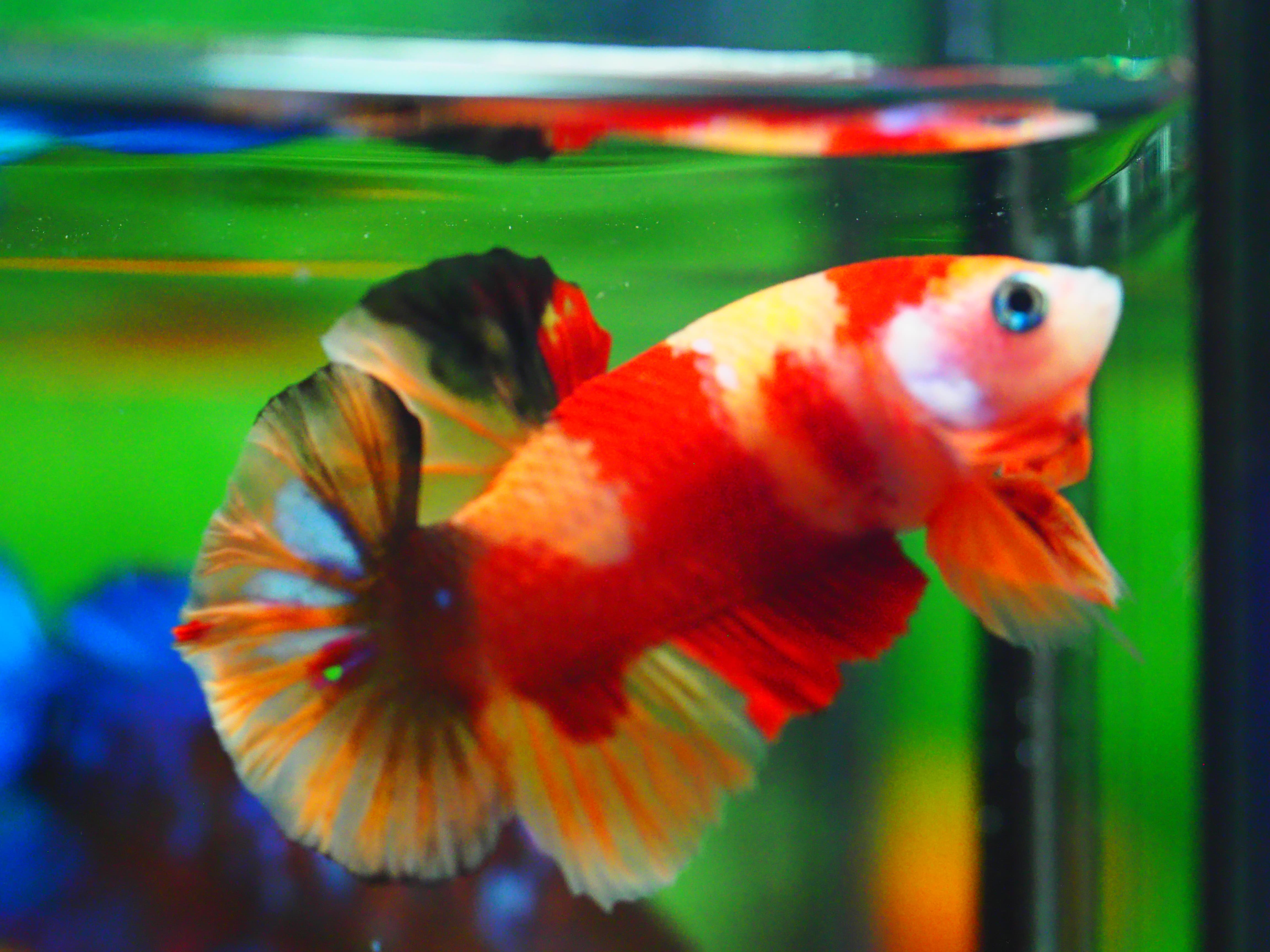 HMPK NEMO MALE GRADE A +++