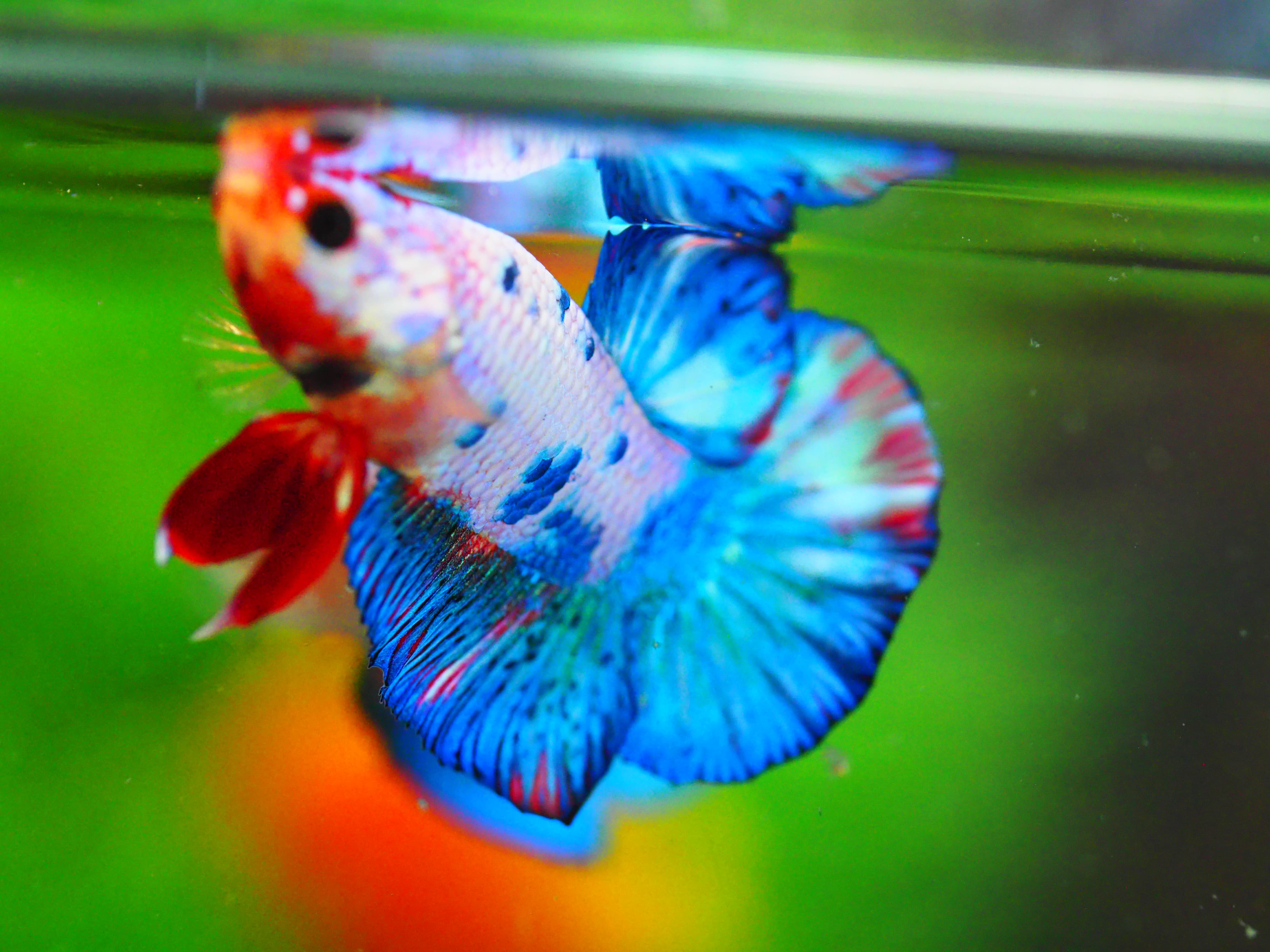 HMPK KOI FANCY MALE GRADE A +++