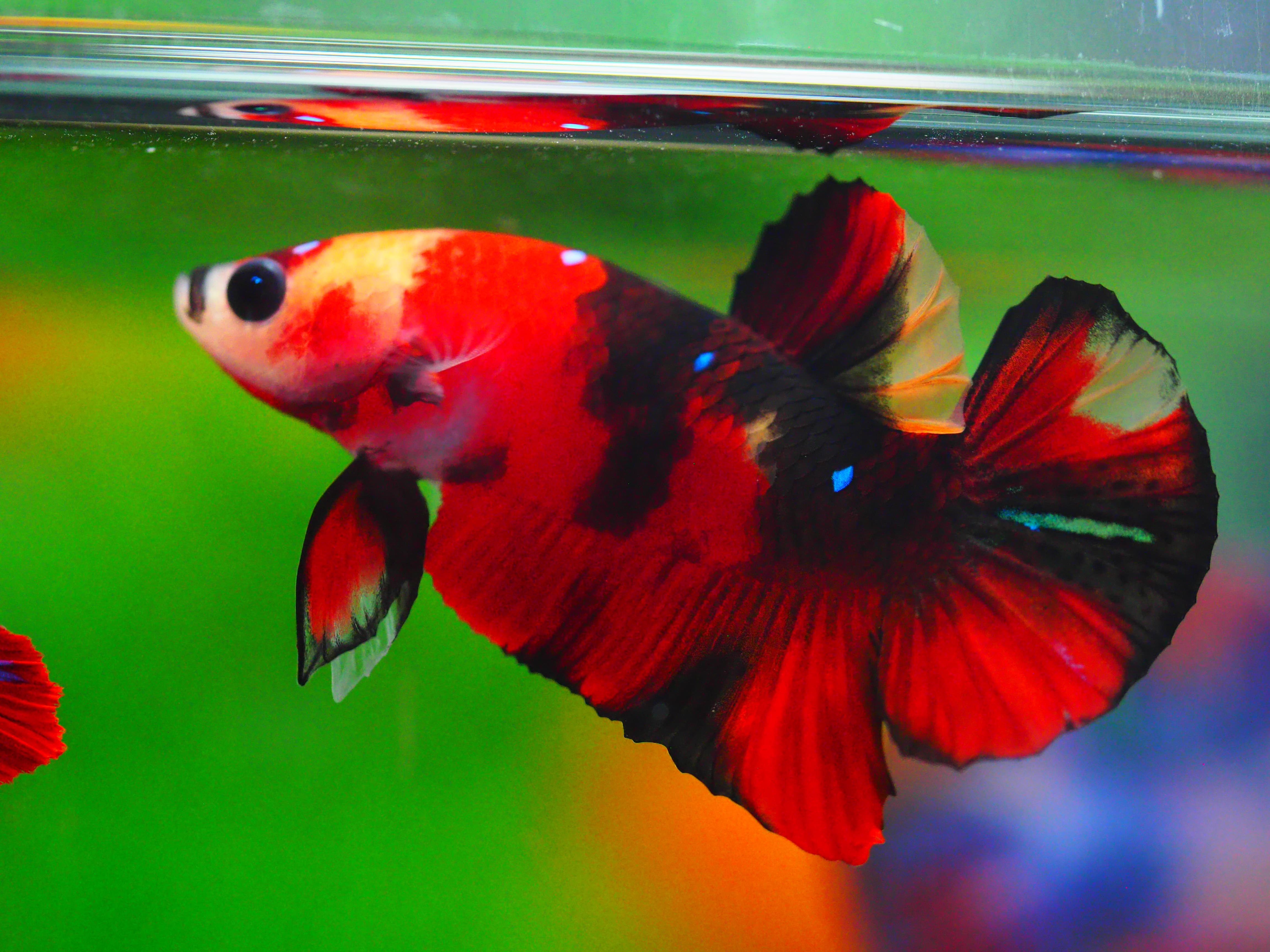 HMPK KOI GALAXY MALE GRADE A +++