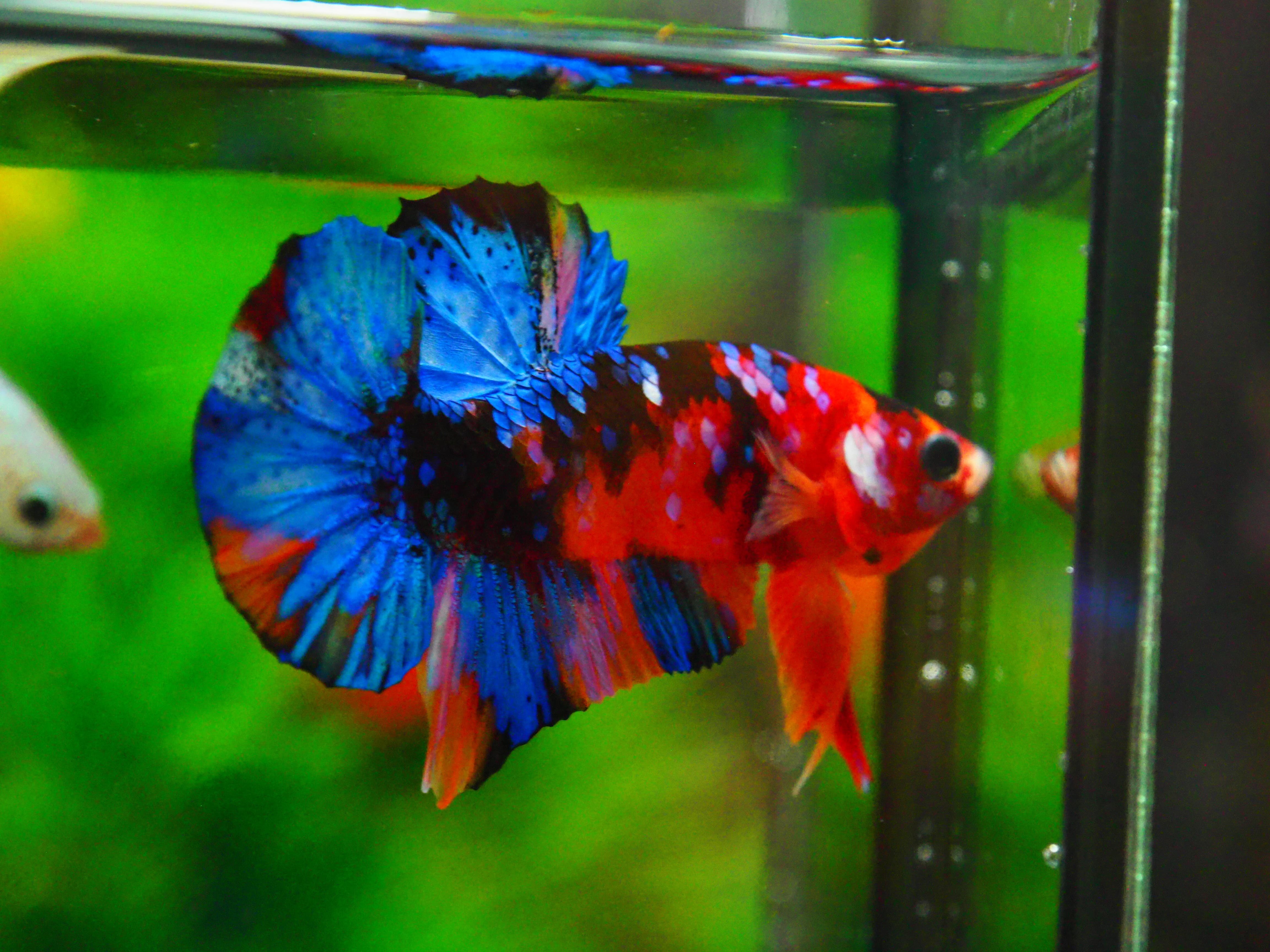 HMPK KOI GALAXY MALE GRADE A +++