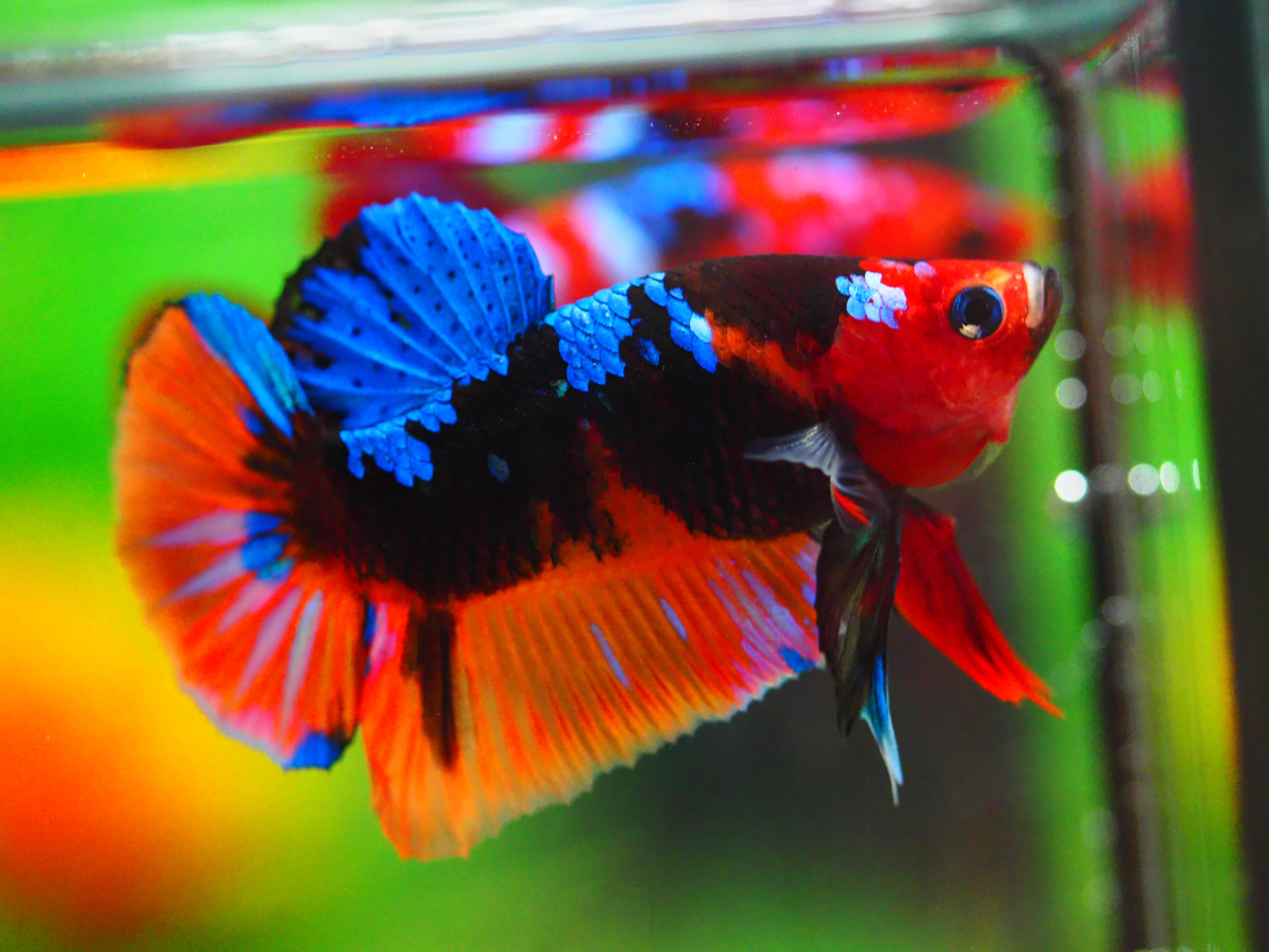 HMPK NEMO GALAXY MALE GRADE A +++