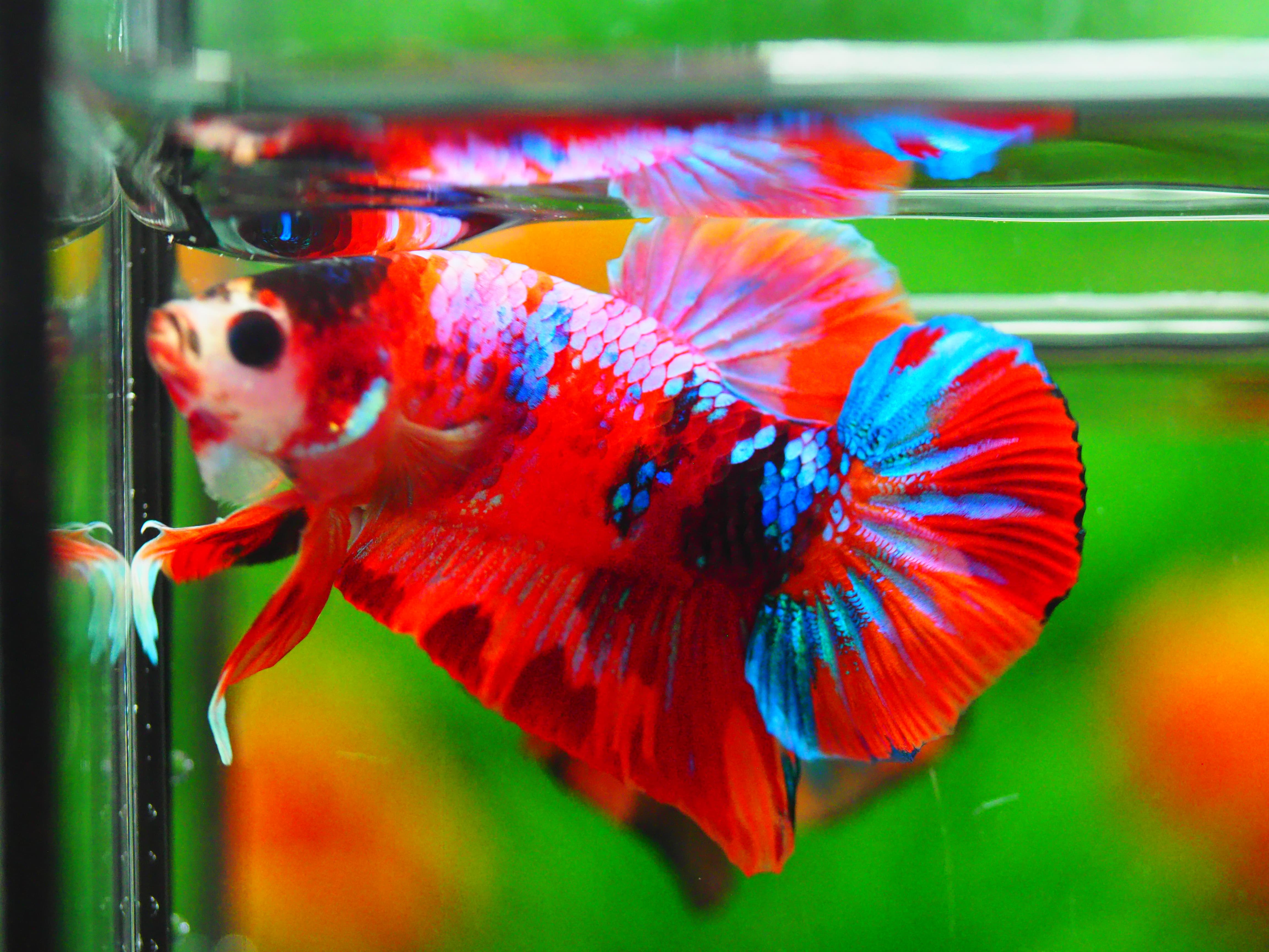 HMPK NEMO GALAXY MALE GRADE A +++