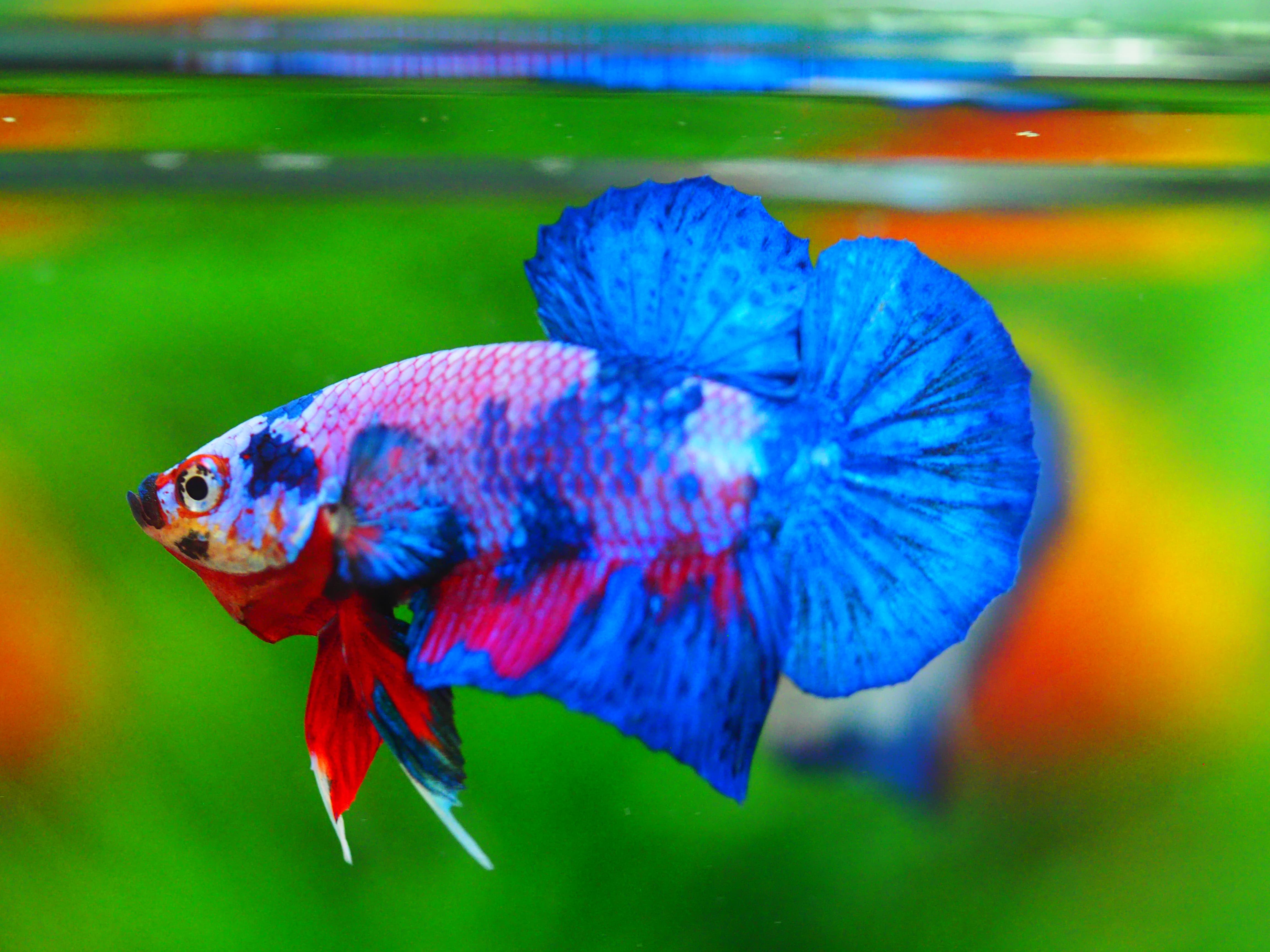 HMPK KOI FANCY MALE GRADE A+++ ปลาเด็ก