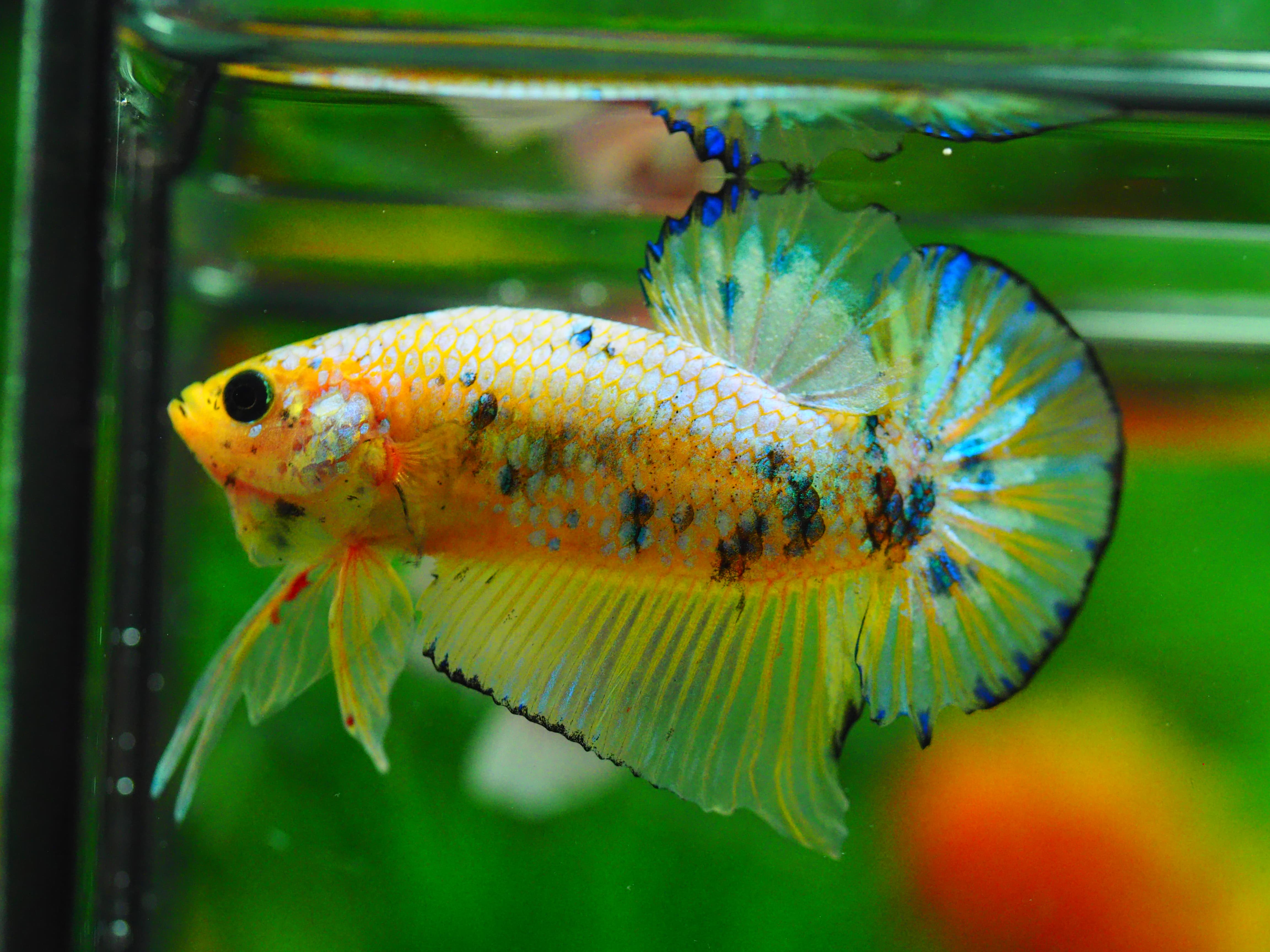 HMPK FANCY MALE GRADE A+++