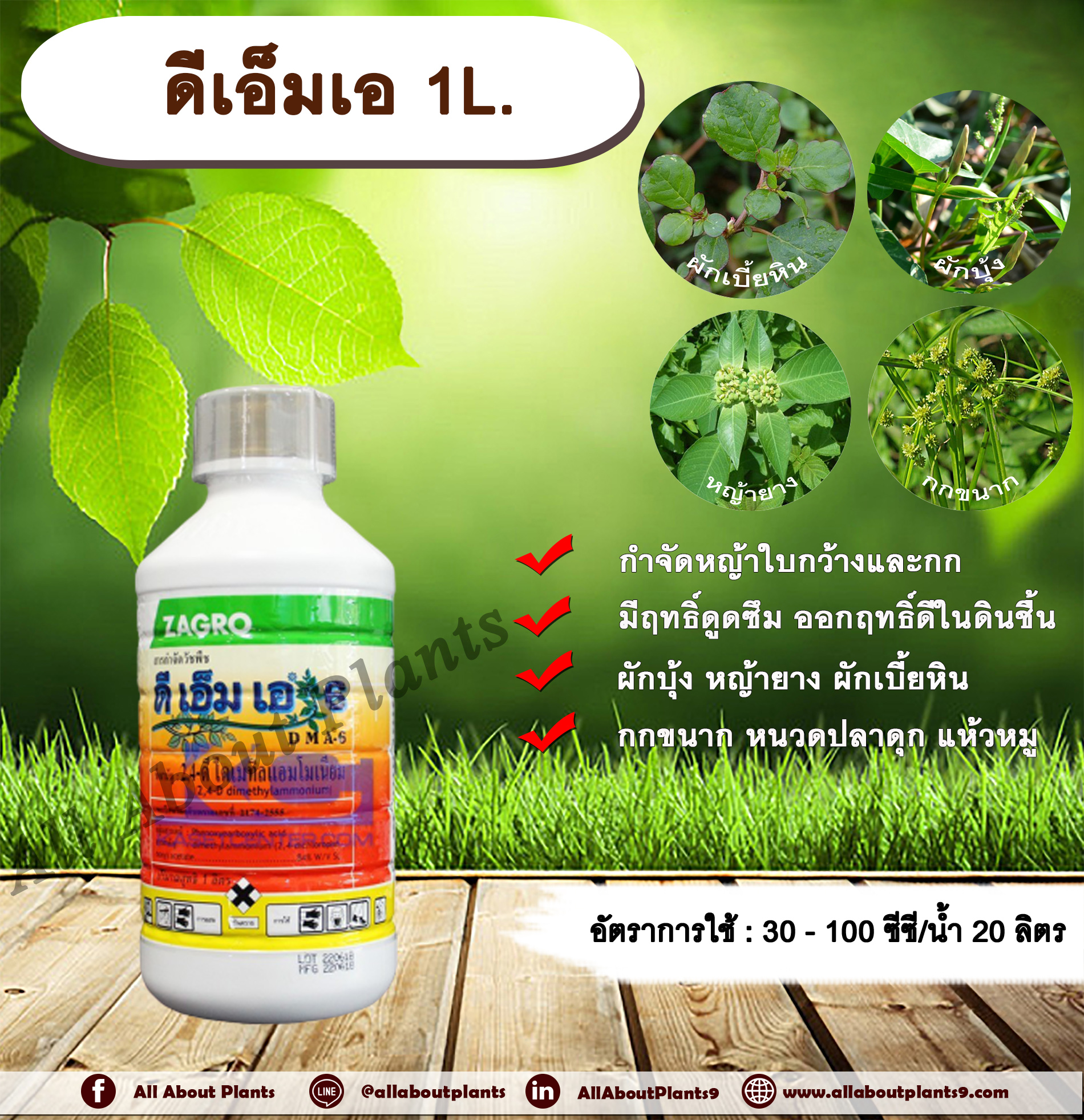 ดีเอ็มเอ 1L. 24ดี ไดเมทิลแอมโมเนียม ทูโฟดี สารกำจัดหญ้า กำจัดวัชพืช แบบดูดซึม ใบกว้าง และกก กำจัดหญ้ายาง ผักบุ้ง ผักโขม ผักเบี้ยหิน เครือ สะอึก กกขนาก แห้วหมู หนวดปลาดุก allaboutplants ชิ้น
