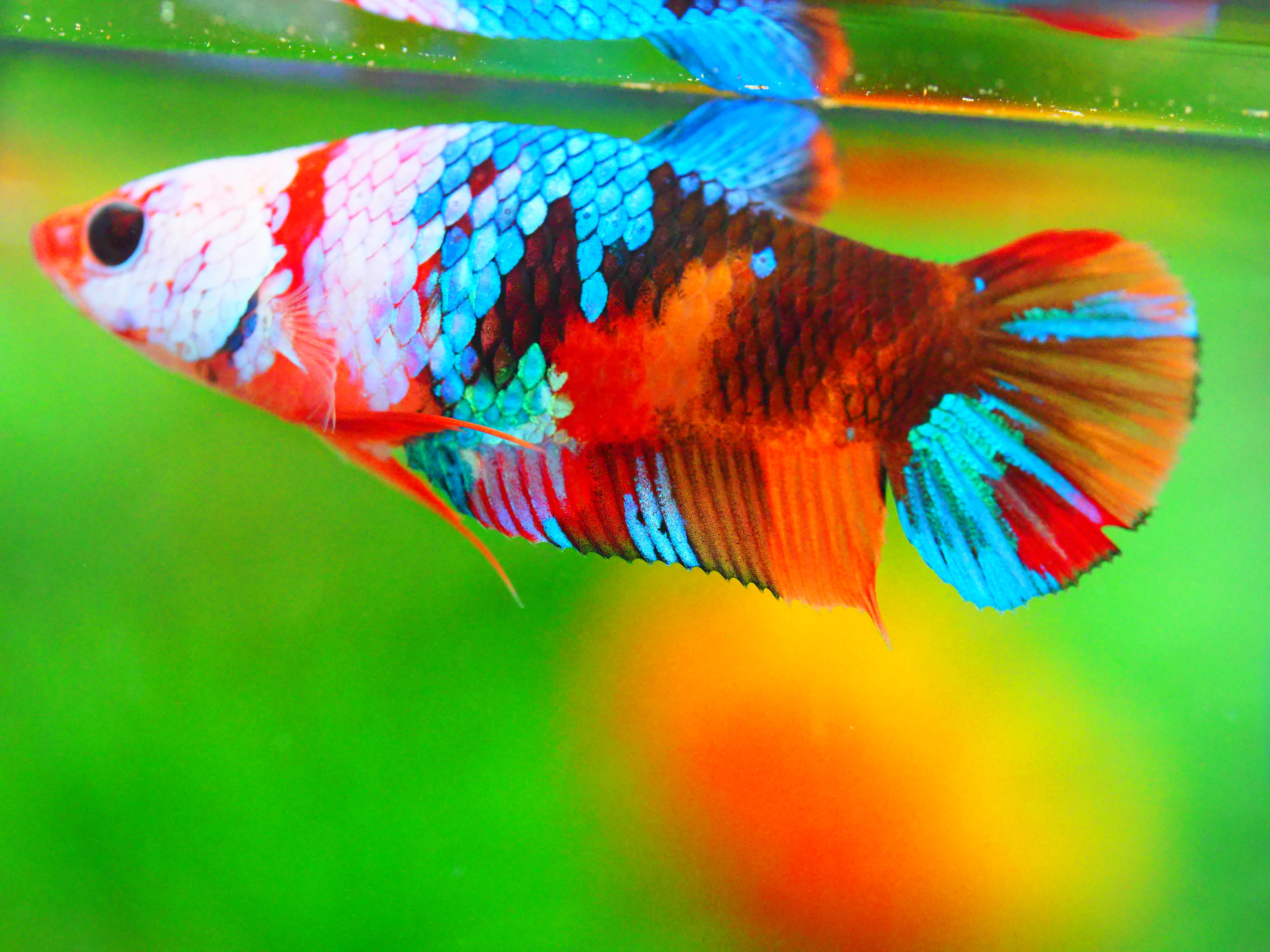 HMPK NEMO GALAXY FNMALE GRADE A +++