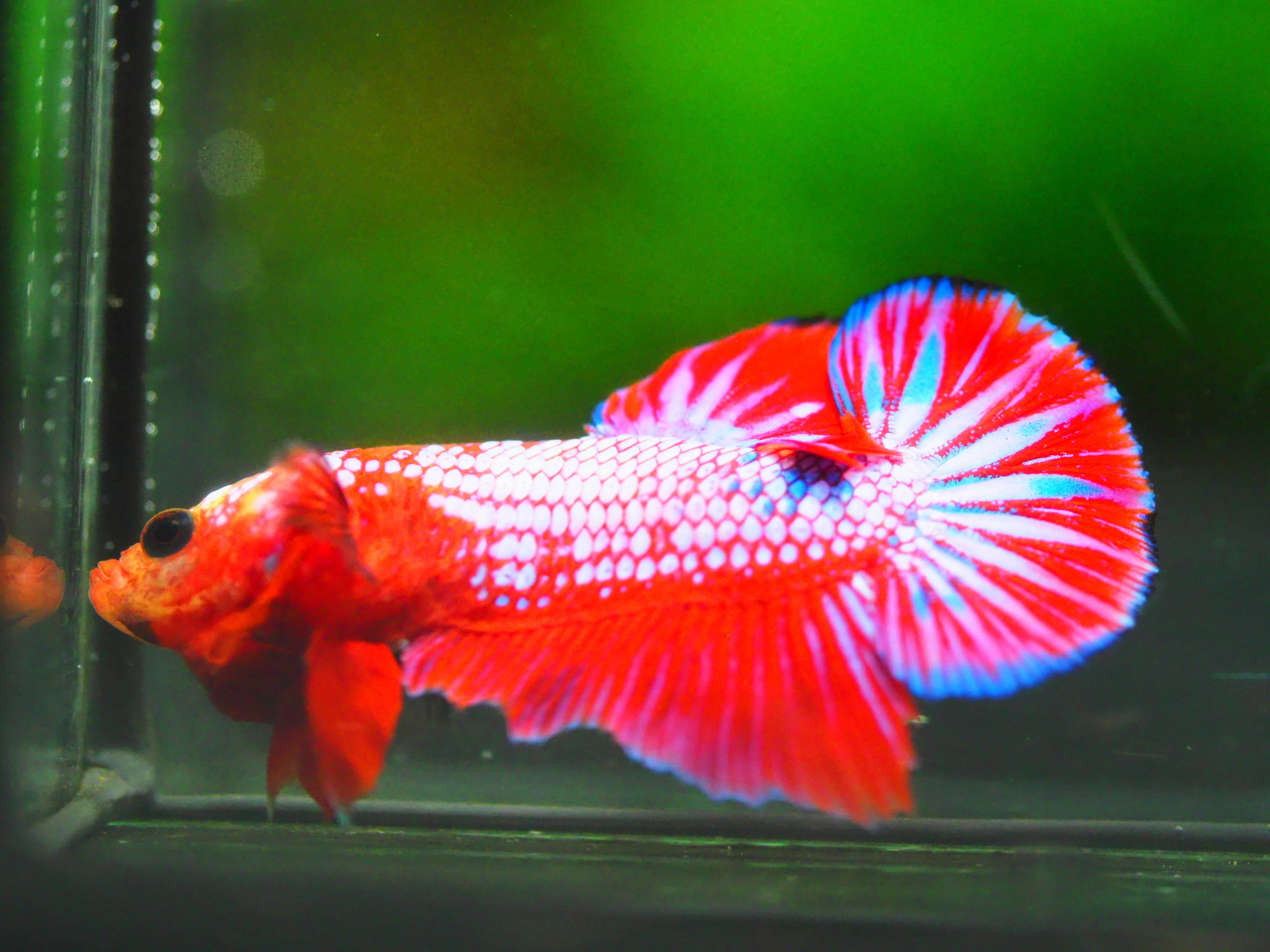 HMPK FANCY MALE GRADE A +++