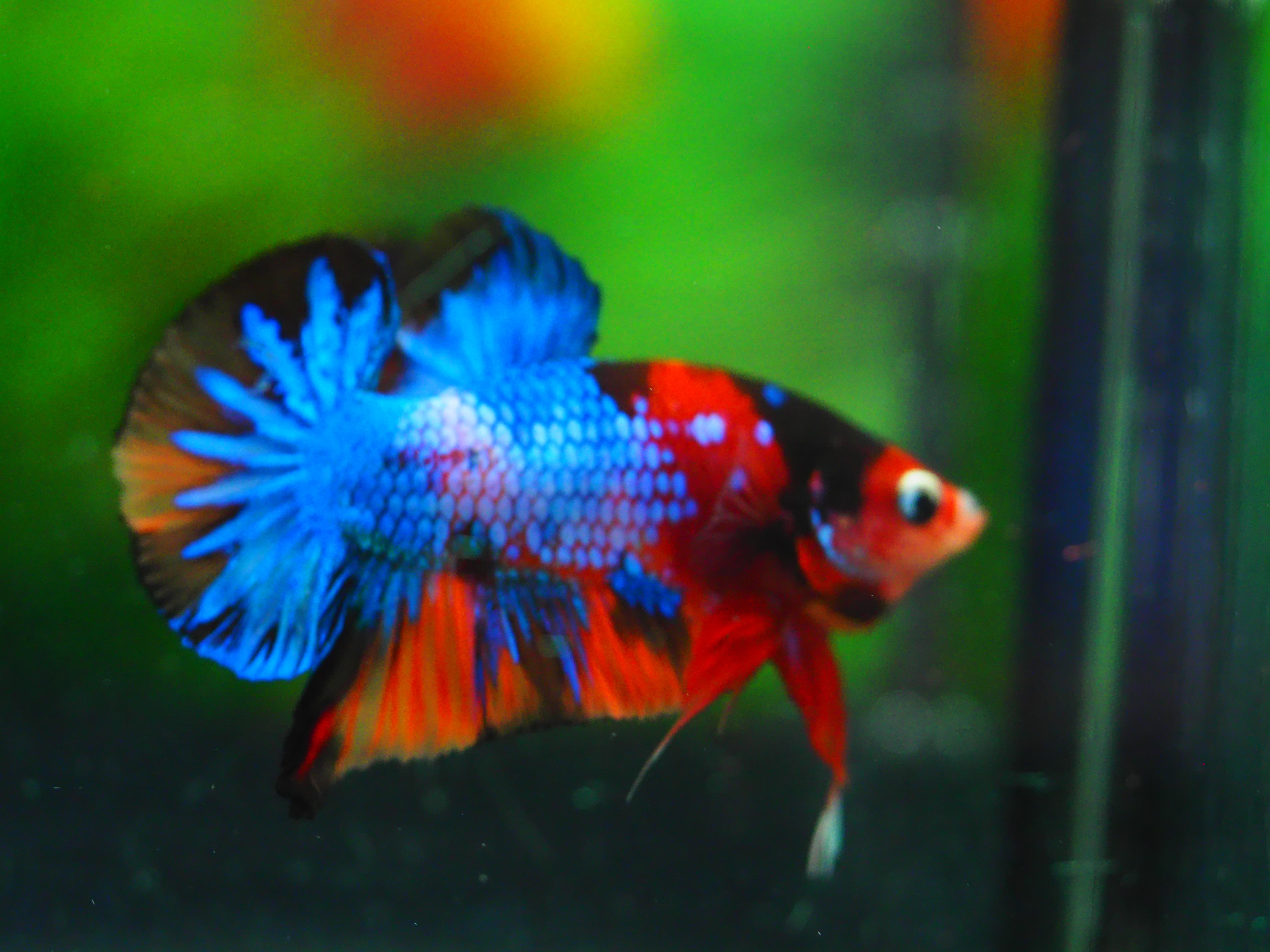 HMPK KOI GALAXY MALE GRADE A+++