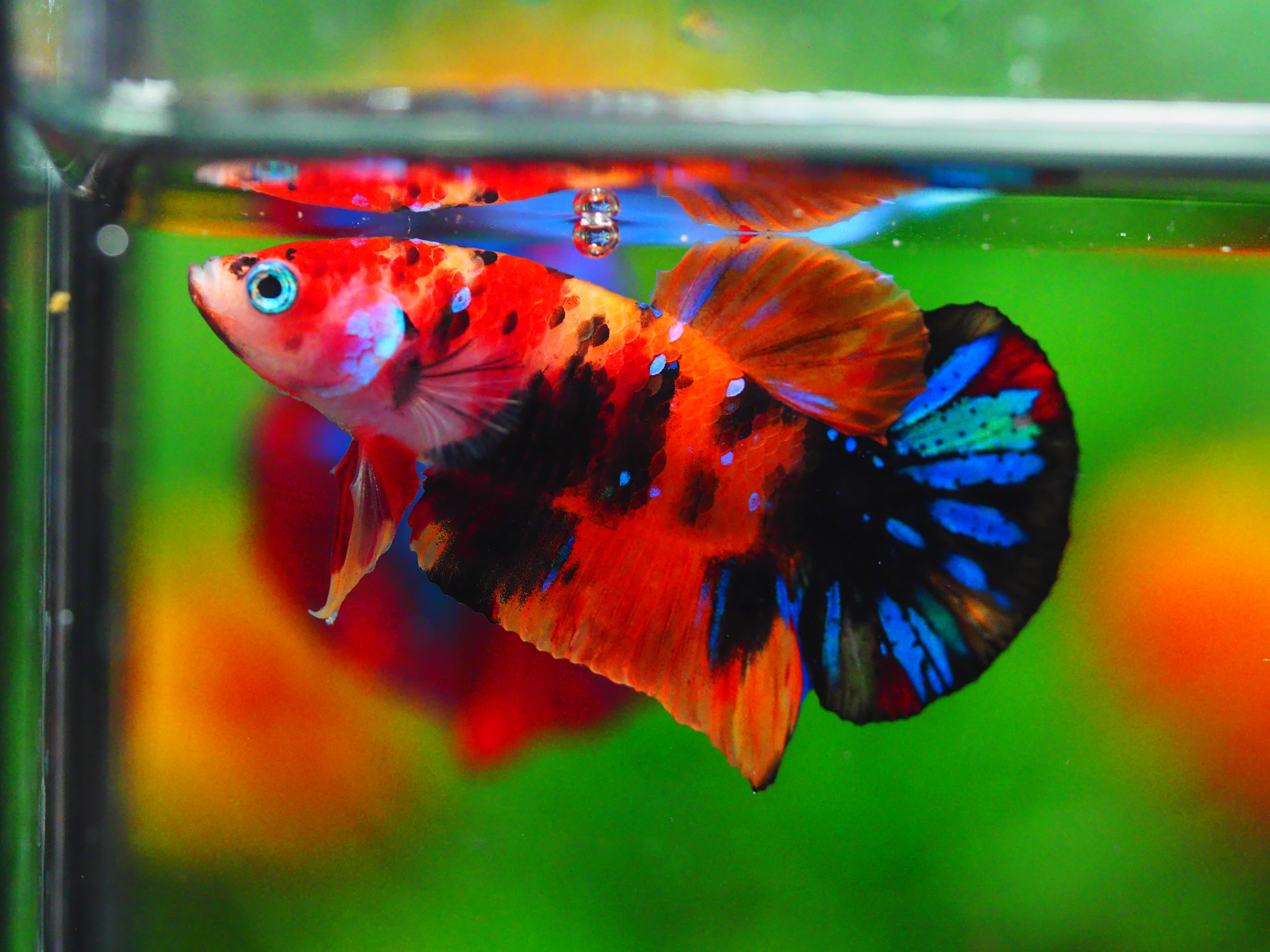 HMPK NEMO GALAXY MALE GRADE A +++