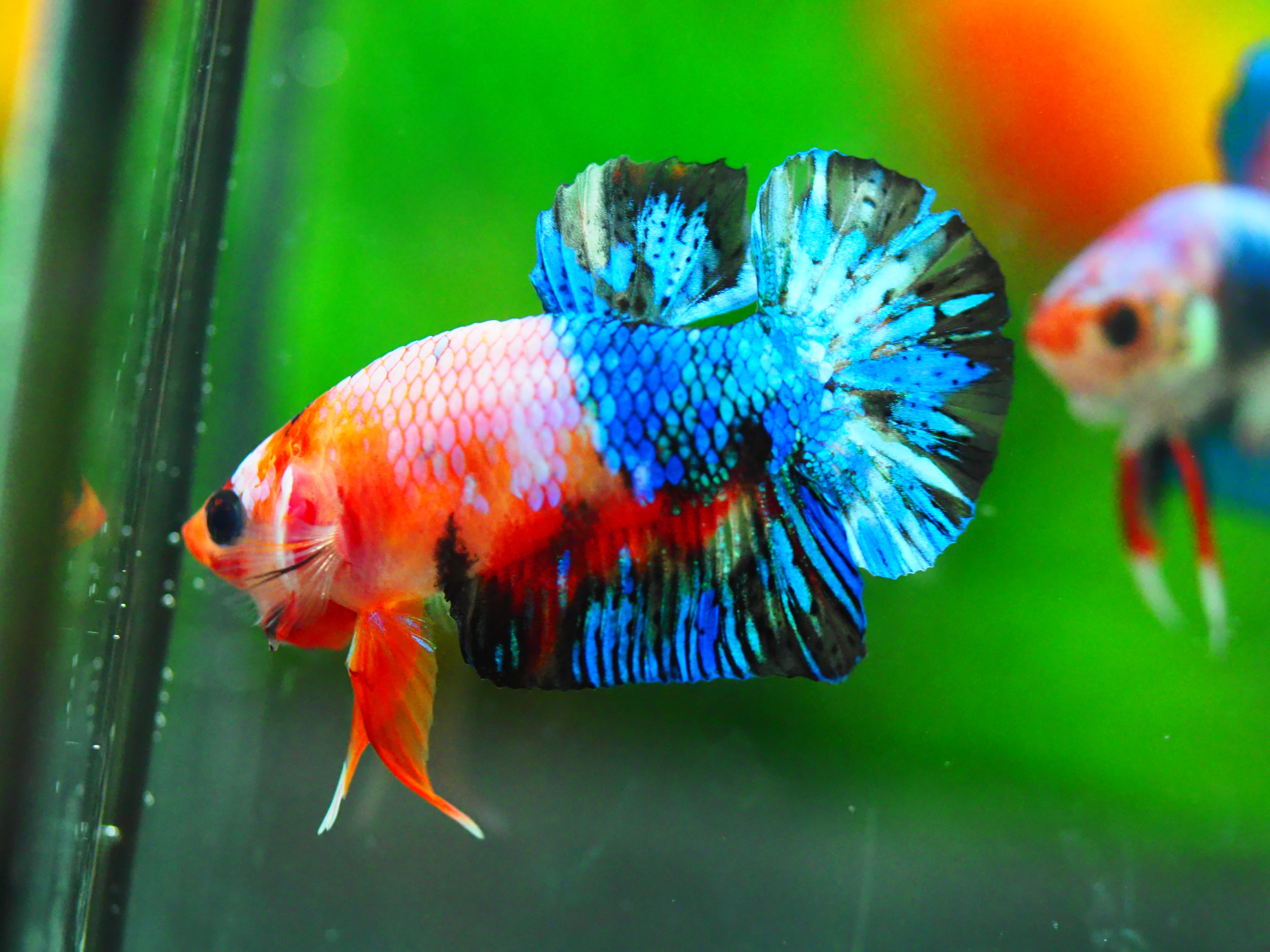 HMPK KOI GALAXY MALE GRADE A +++