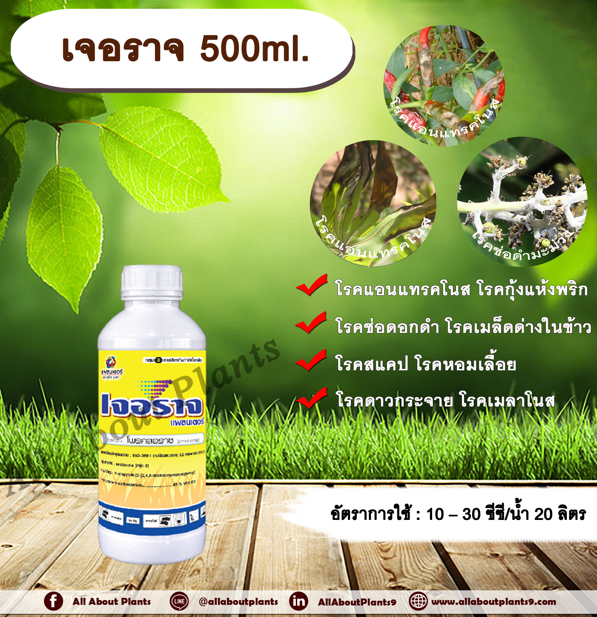 เจอราจ 500ml. โพรคลอราช โรคแอนแทรคโนส โรคกุ้งแห้งพริก โรคช่อดอกดำ โรคสแคป โรคเมล็ดด่างในข้าว โรคหอมเลื้อย โรคดาวกระจาย โรคเมลาโนส โรคราปื้นดำมะม่วง โรคพืช เชื้อรา allaboutplants ขวด