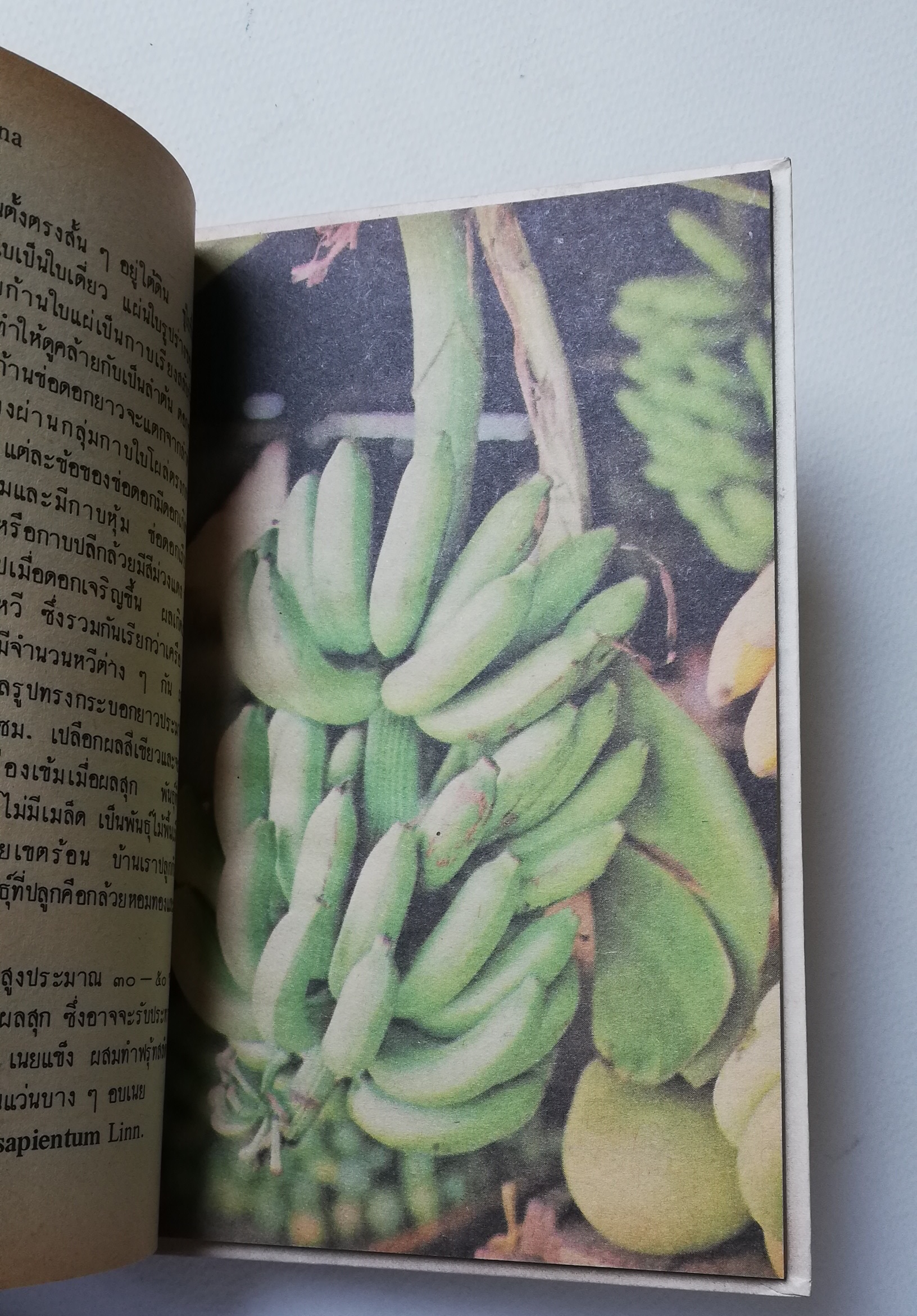 มีหลายภาพ, หนังสือชุดความรู้ไทยขององค์การค้าคุรุสภา "ผลไม้เมืองไทย" โดย ทวีศักดิ์ บุญเกิด พิมพ์ครั้งที่ 2 ปี 2527