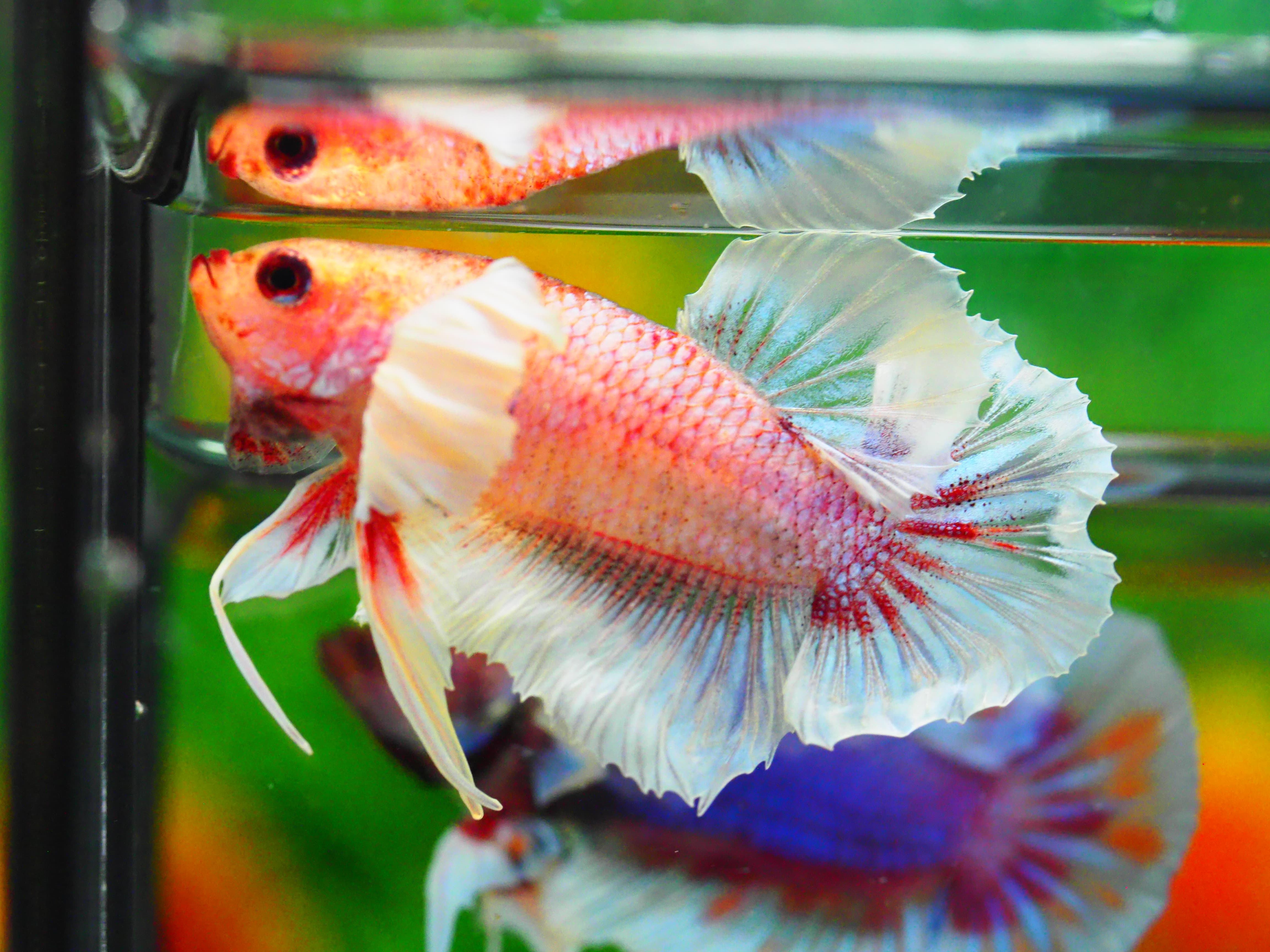 HMPK DUMBO MALE GRADE A +++