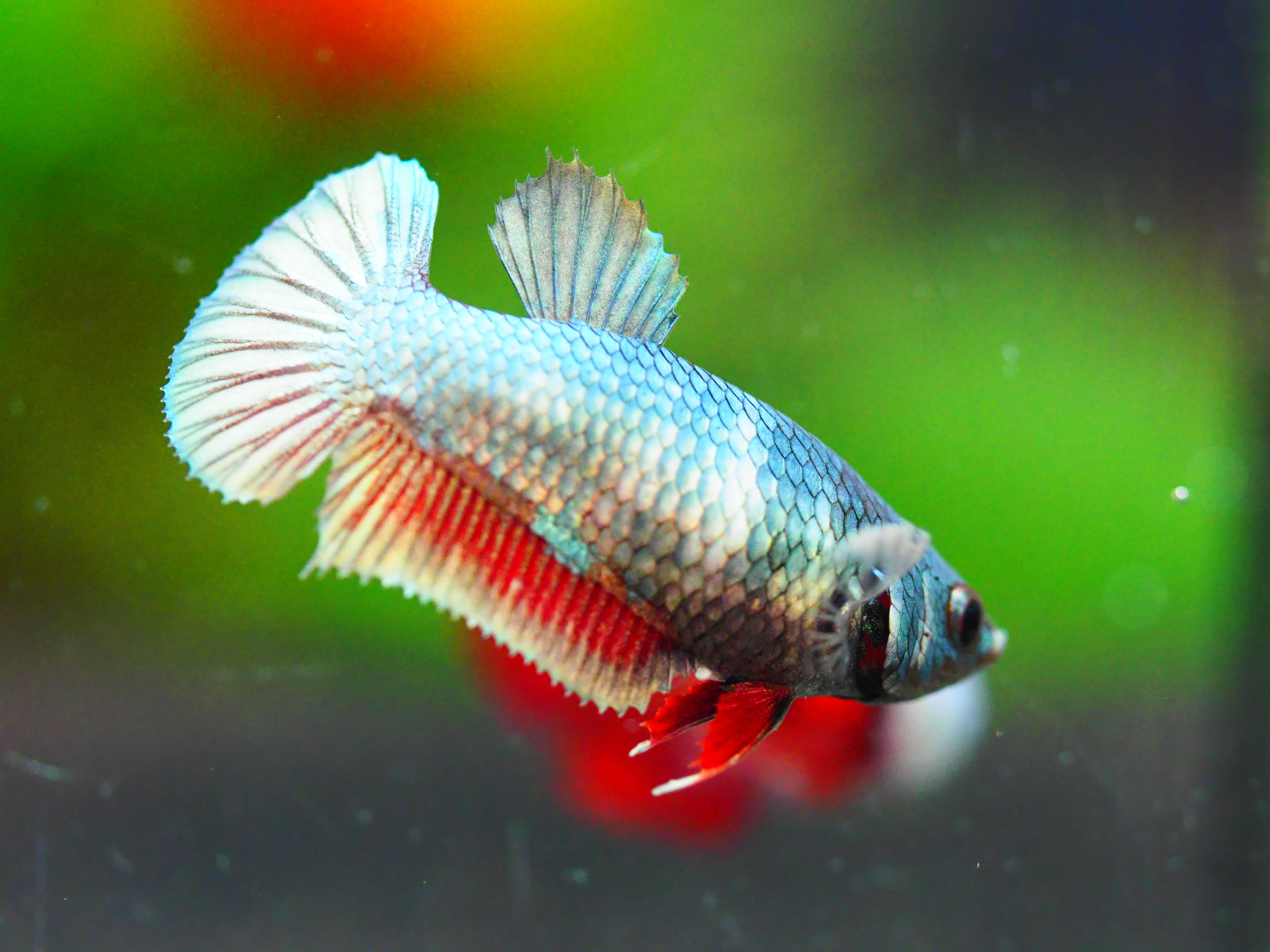 HHMPK COPPER FNMALE GRADE A +++