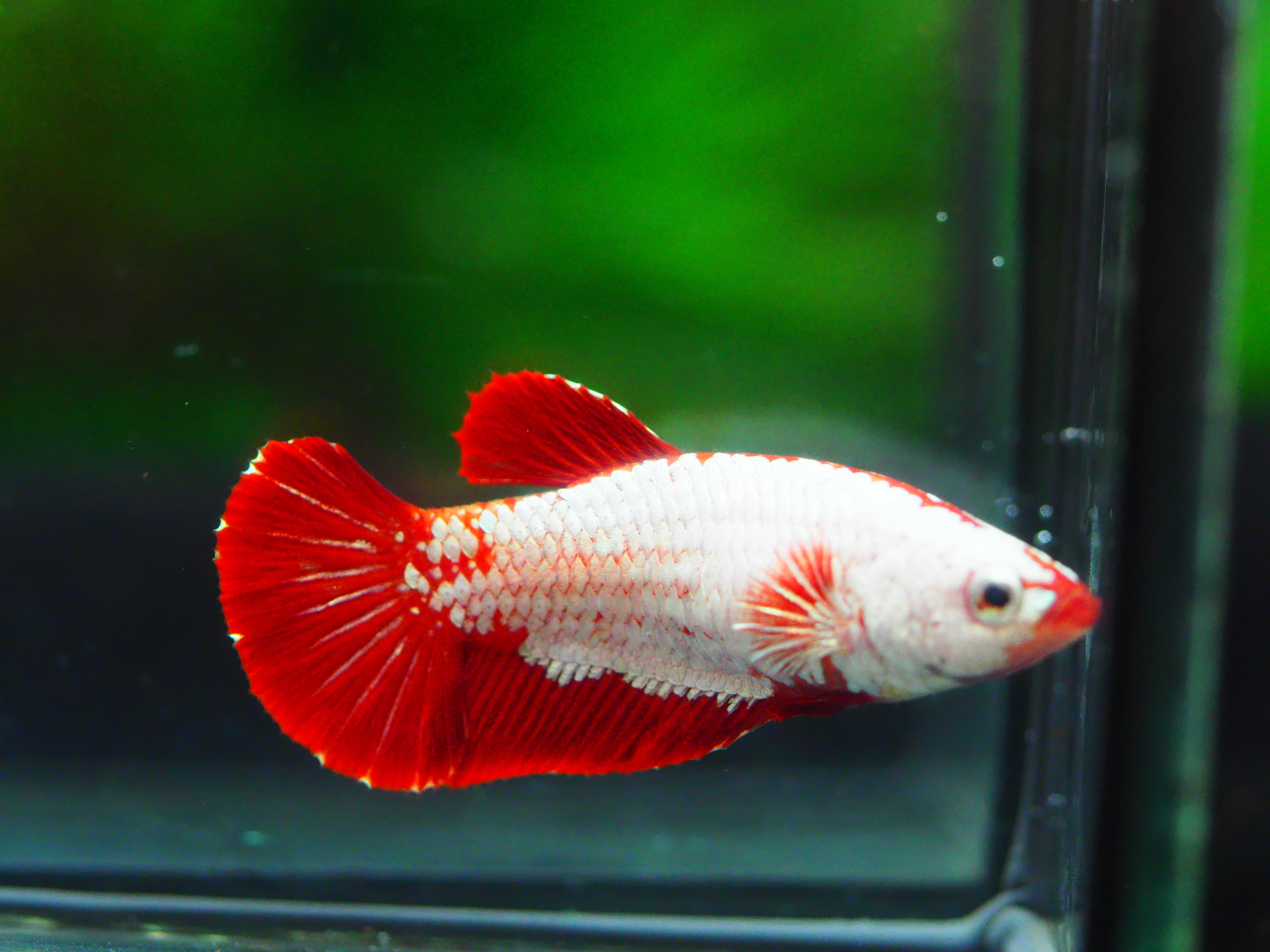 HMPK RED DRAGON FEMALE GRADE A +++