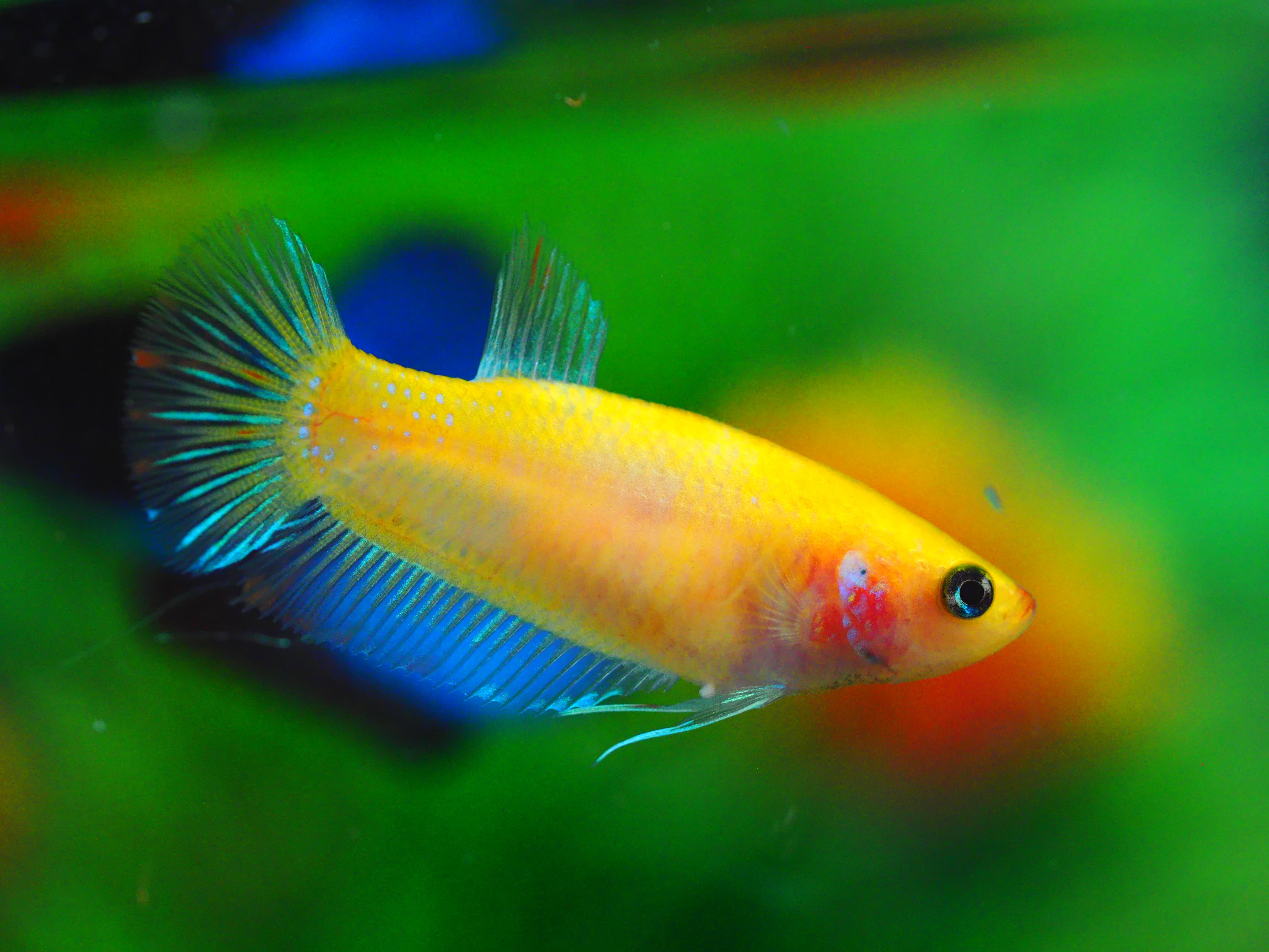 HMPK KOI GLAXY GRADE A++ FEMALE