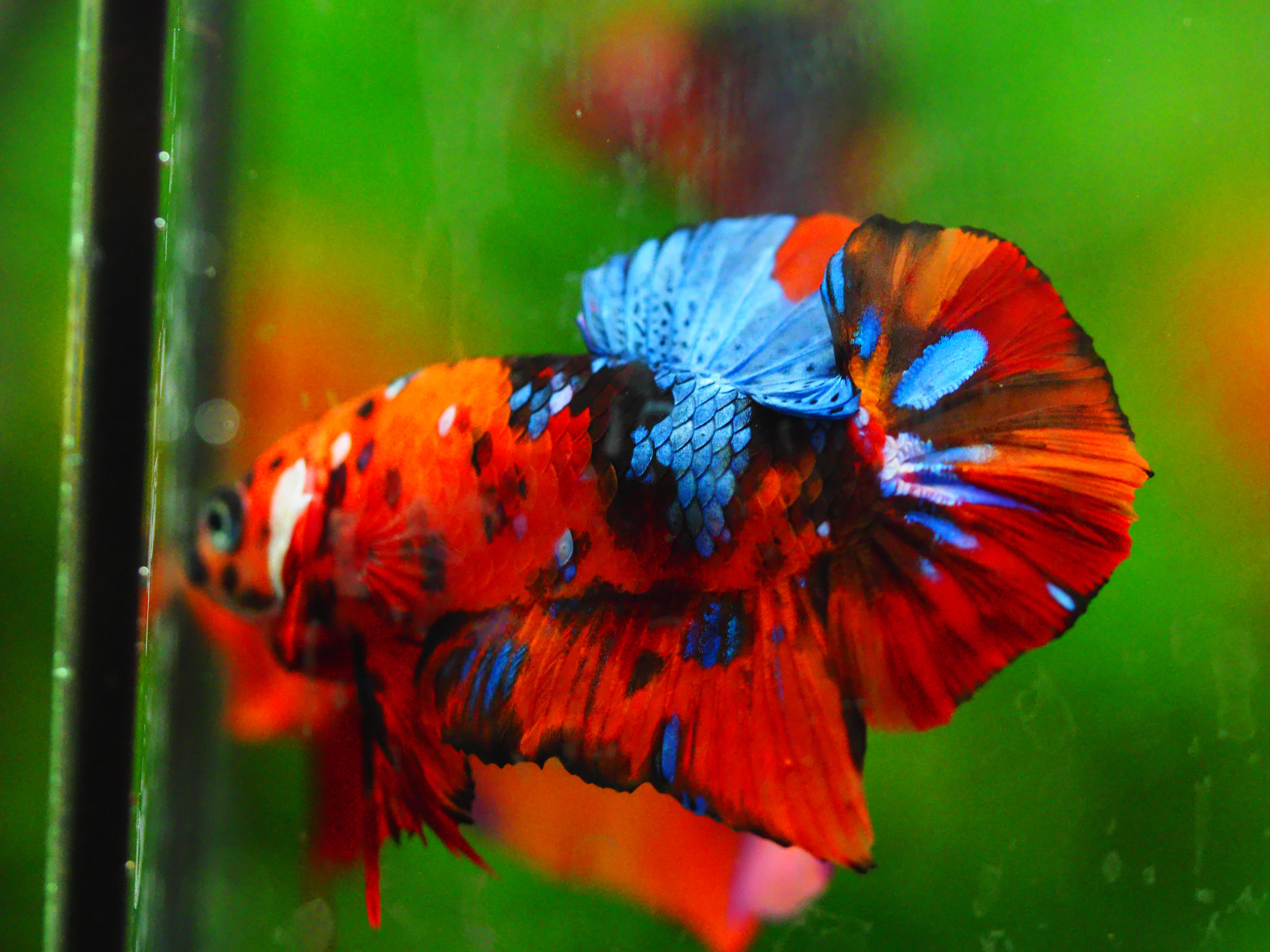 HMPK NEMO GALAXY MALE GRADE A +++