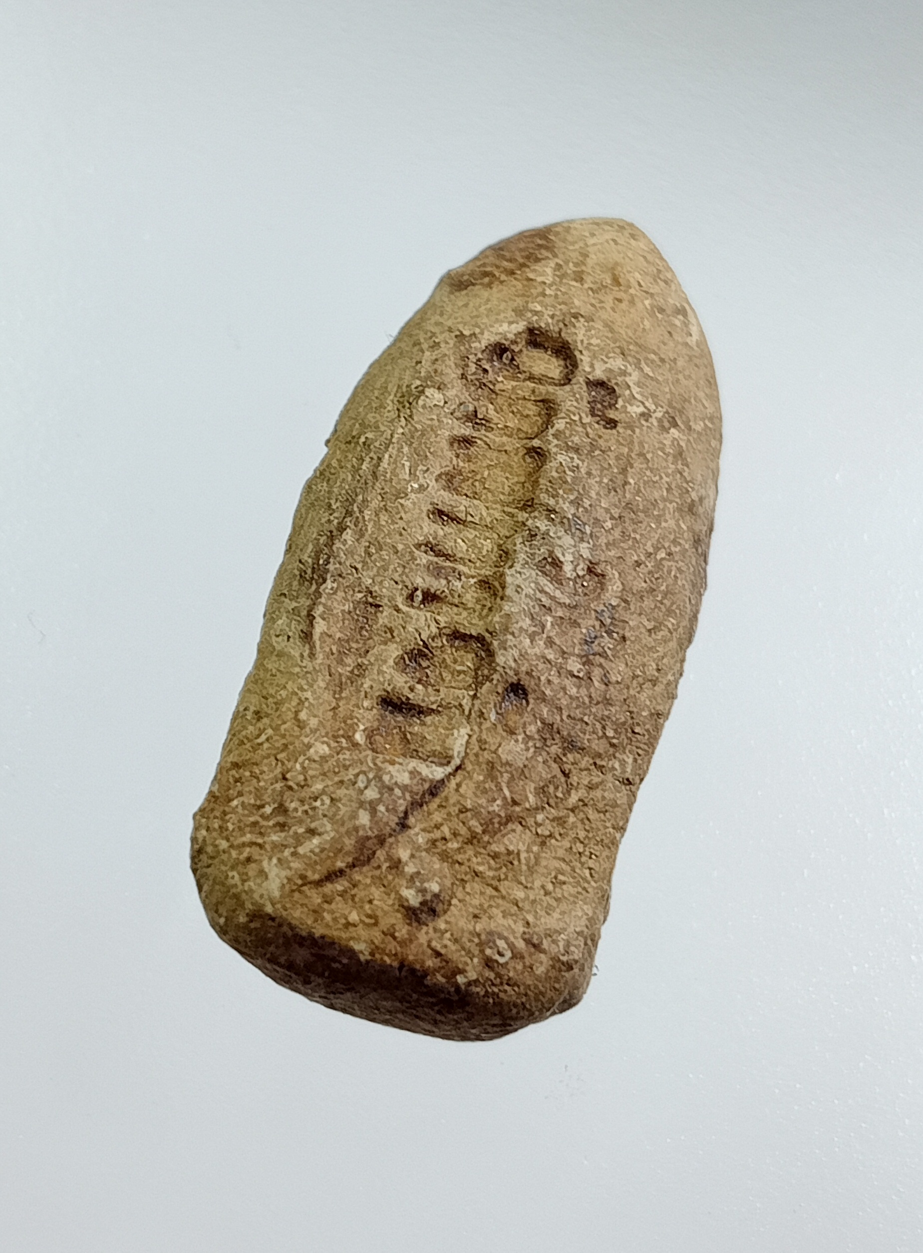 ผ3552 พระรอด วัดมหาวันวนาราม จ.ลำพูน