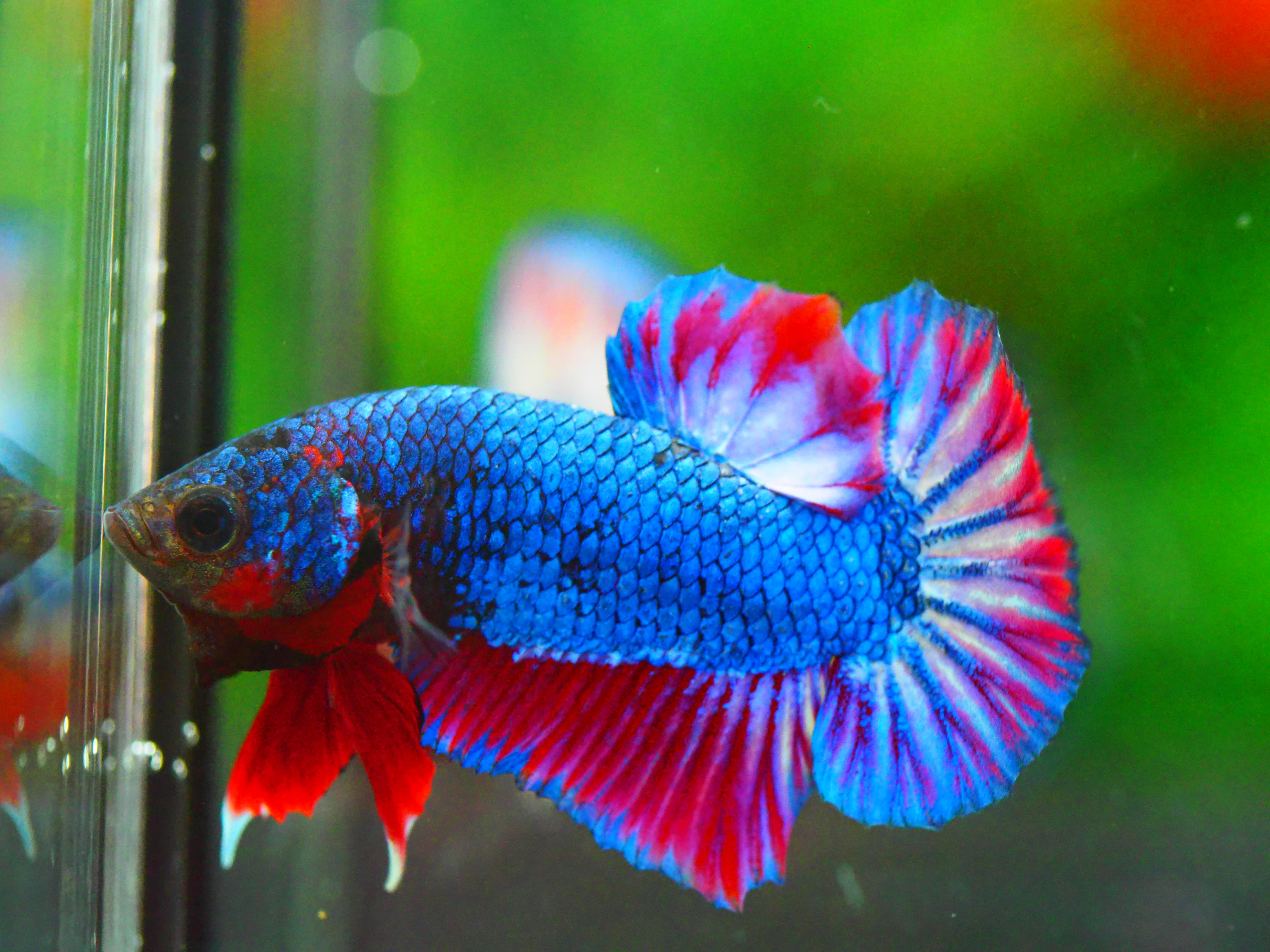 HMPK THAILAND MALE GRADE A +++