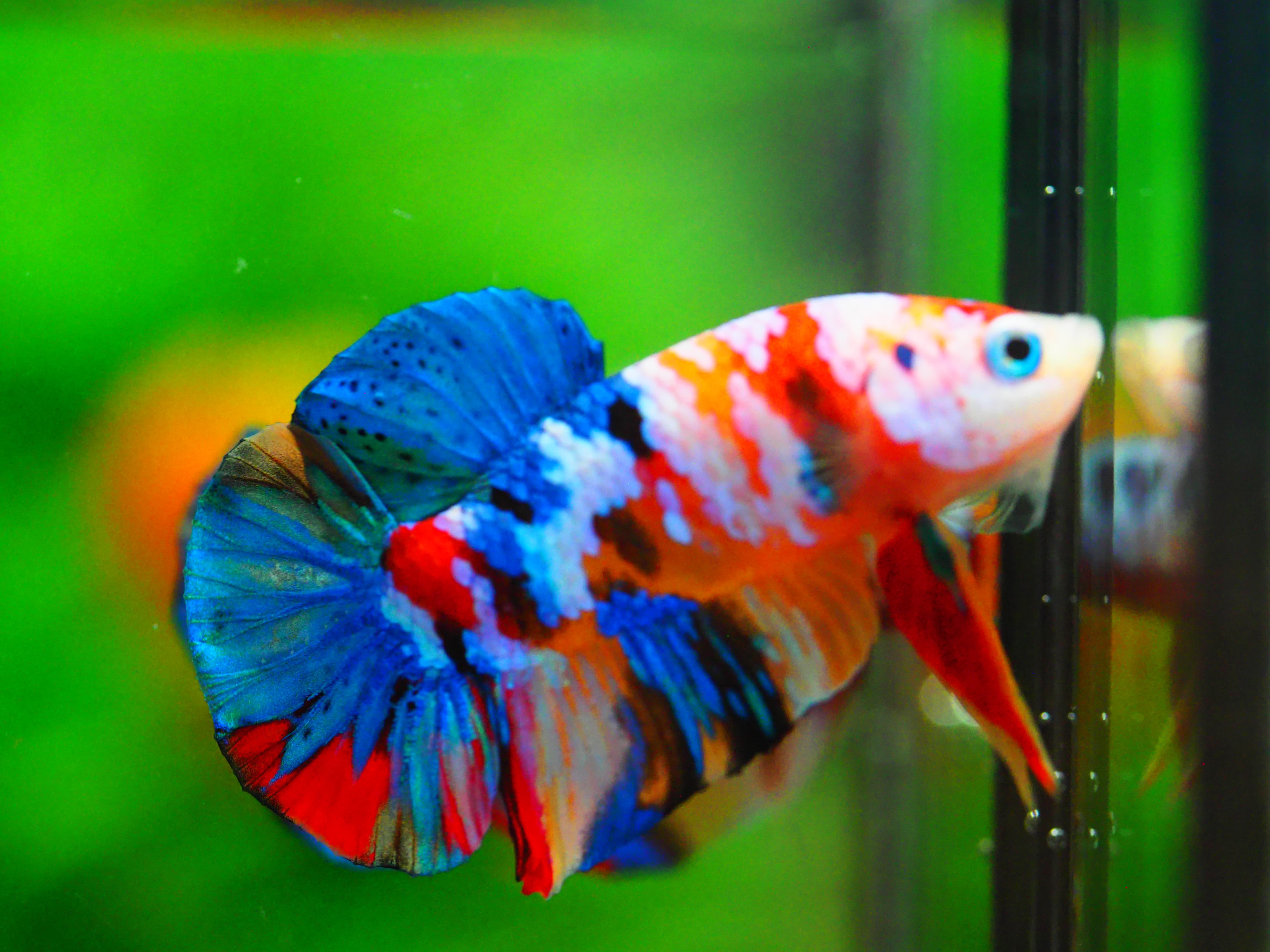 HMPK NEMO GALAXY MALE GRADE A +++