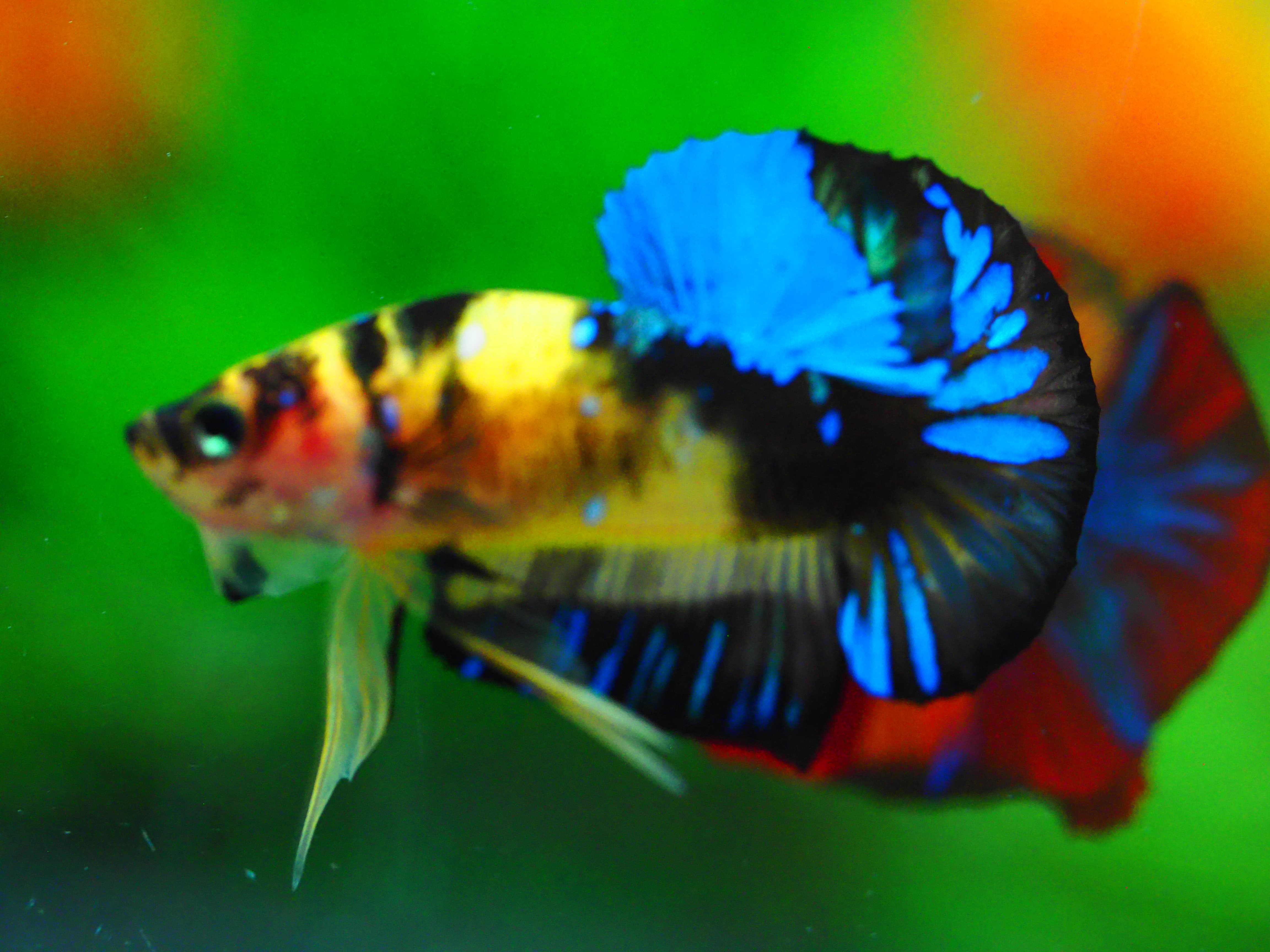 HMPK KOI GALAXY MALE GRADE A +++