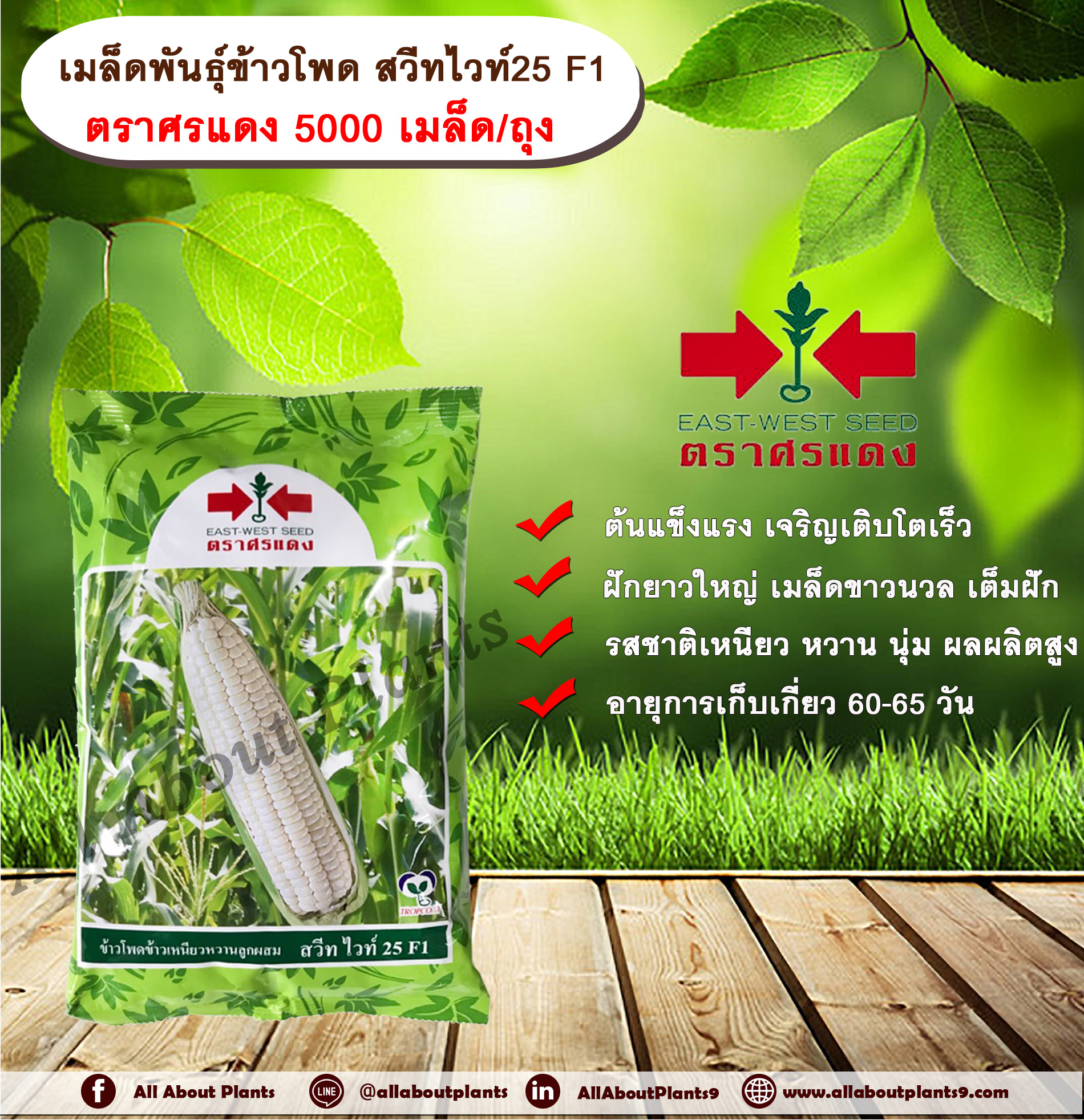 ข้าวโพด สวีทไวท์ 25 F1 5,000 เมล็ด / ถุง allaboutplants ถุง