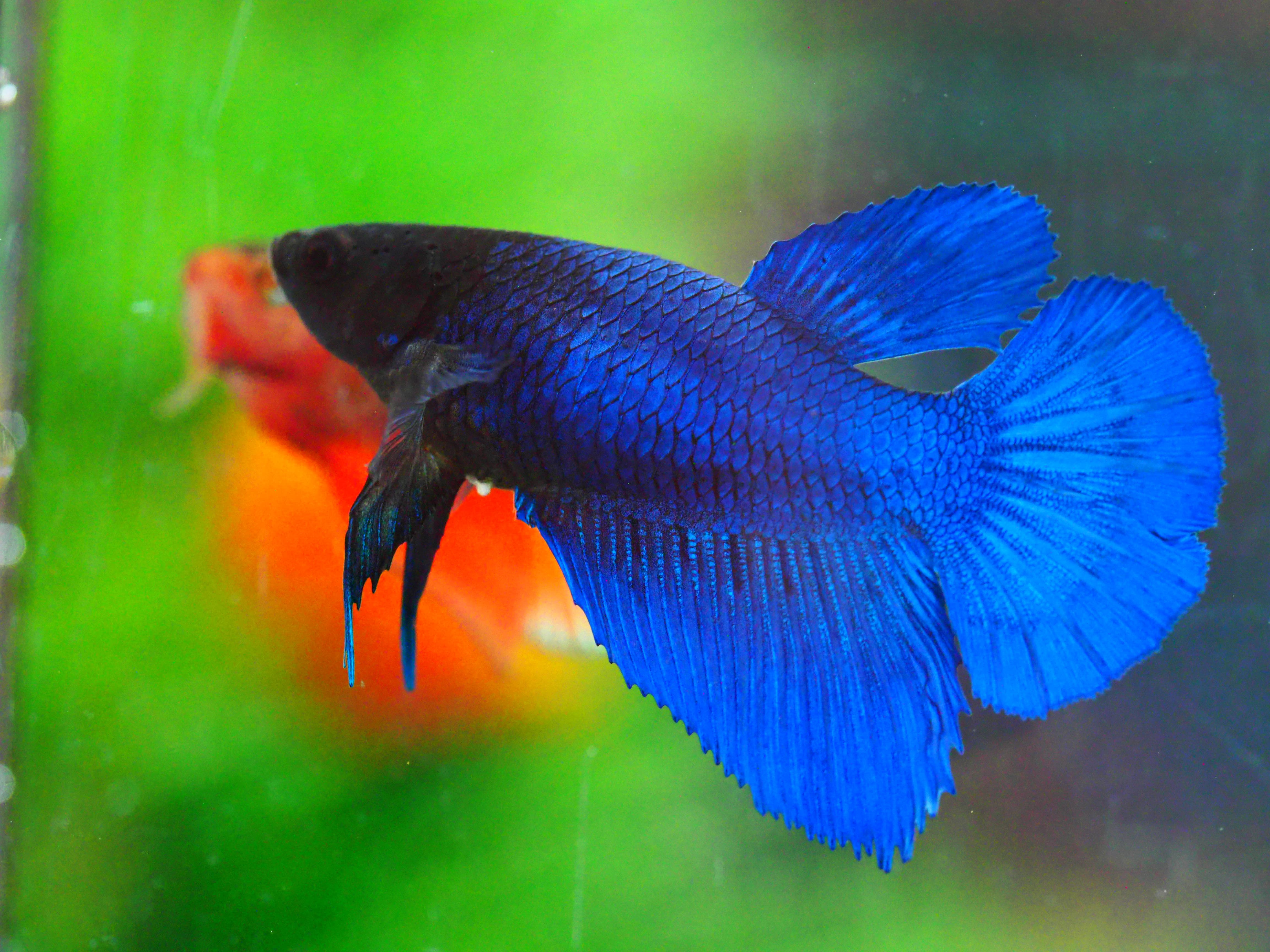 HM FANCY FNMALE GRADE A +++