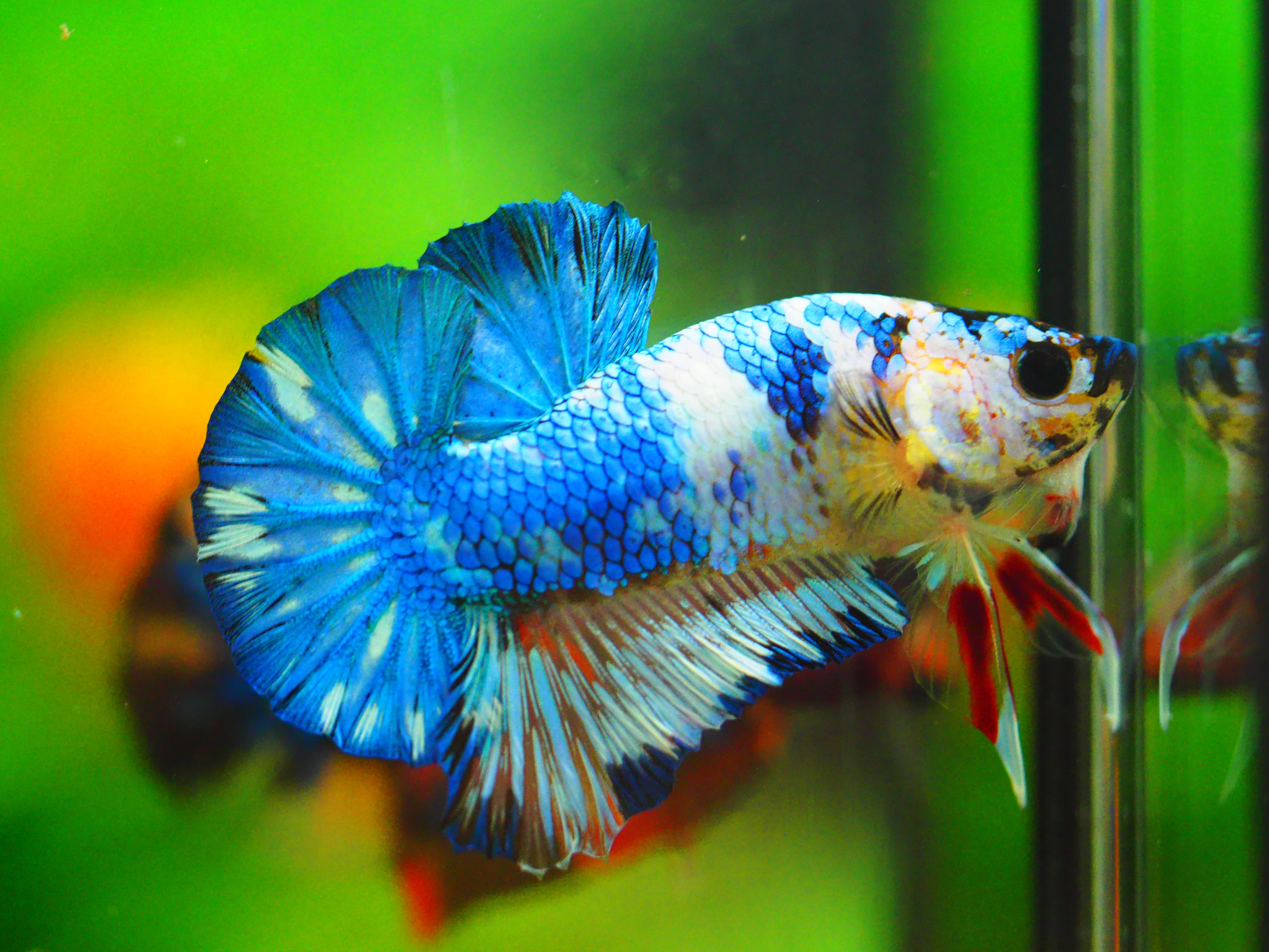 HMPK KOI FANCY MALE GRADE A +++