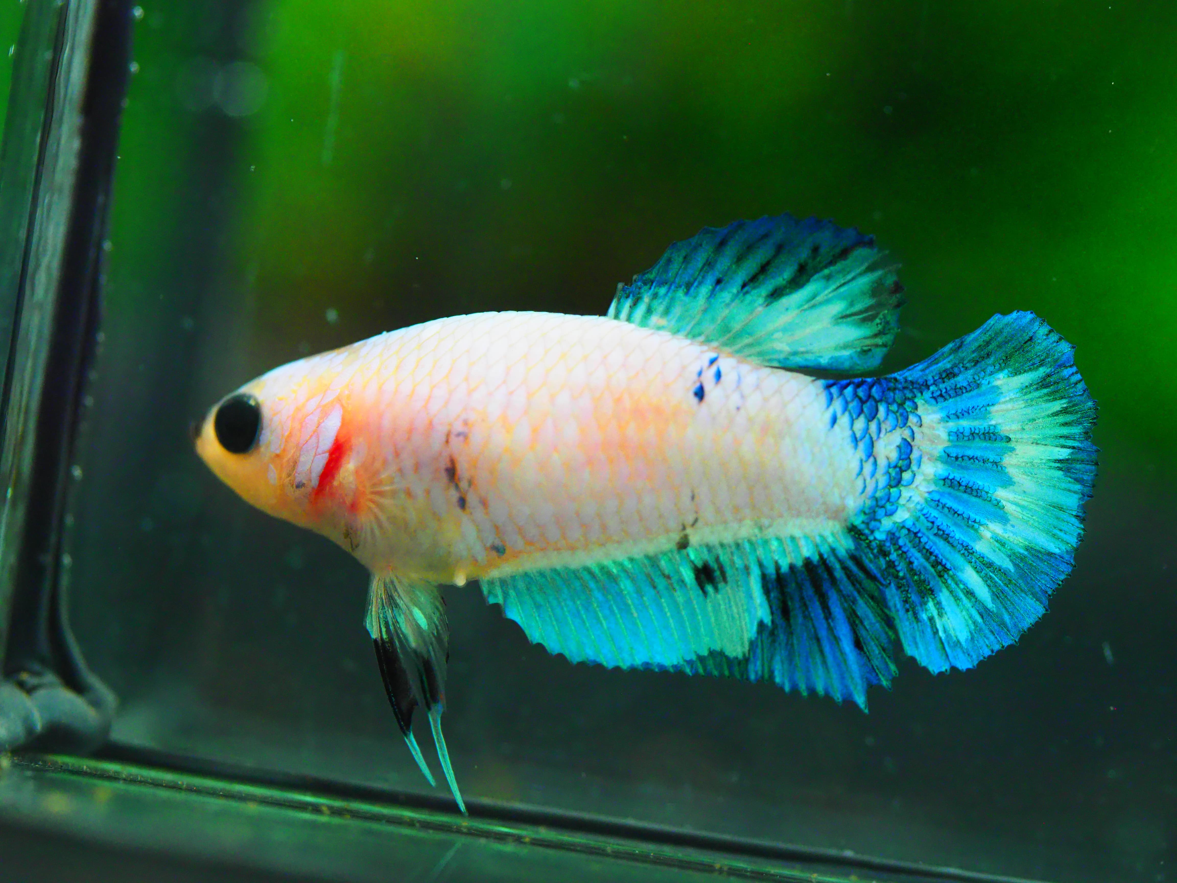 HMPK FANCY FNMALE GRADE A +++