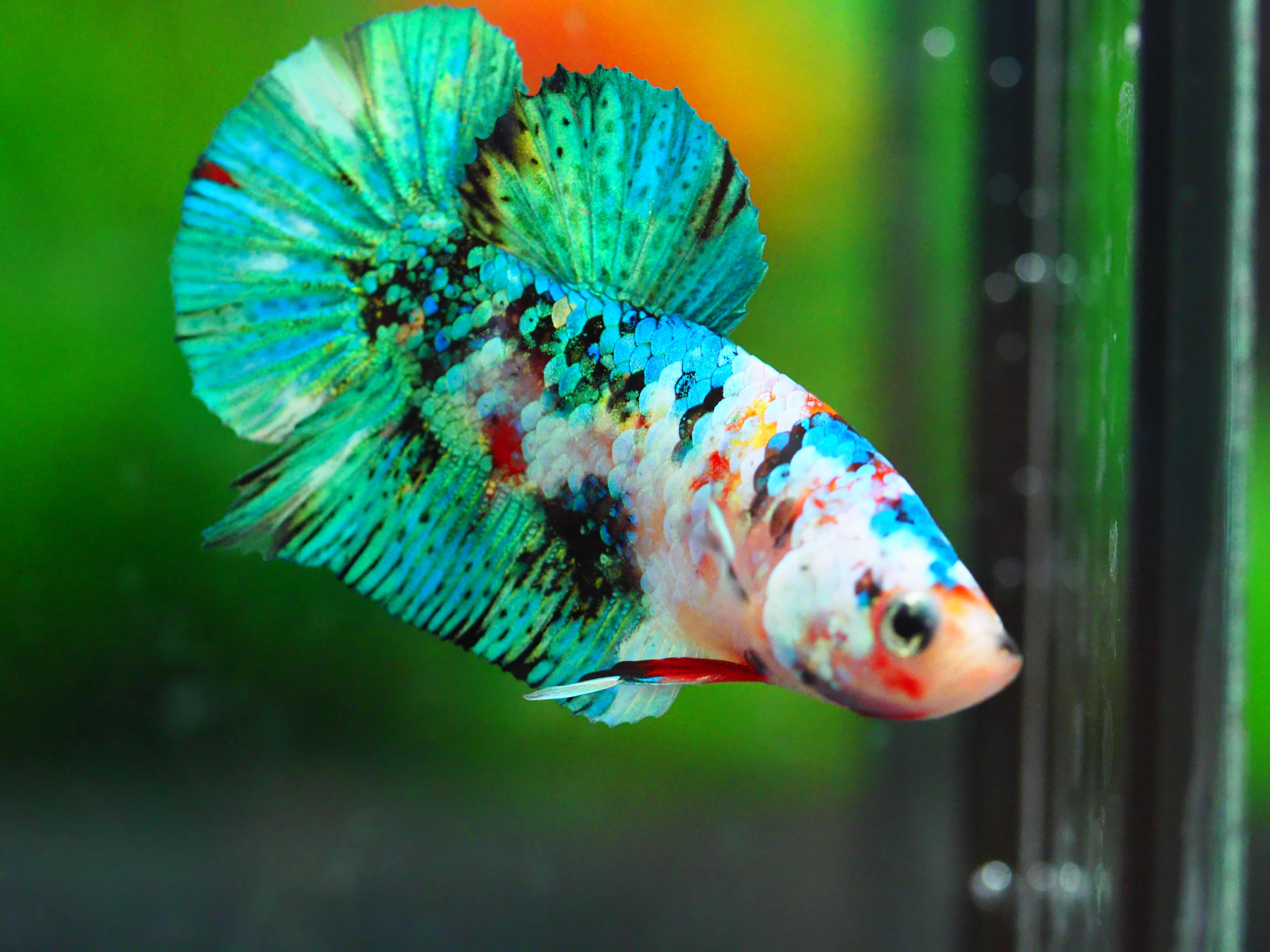 HMPK KOI GALAXY MALE GRADE A +++