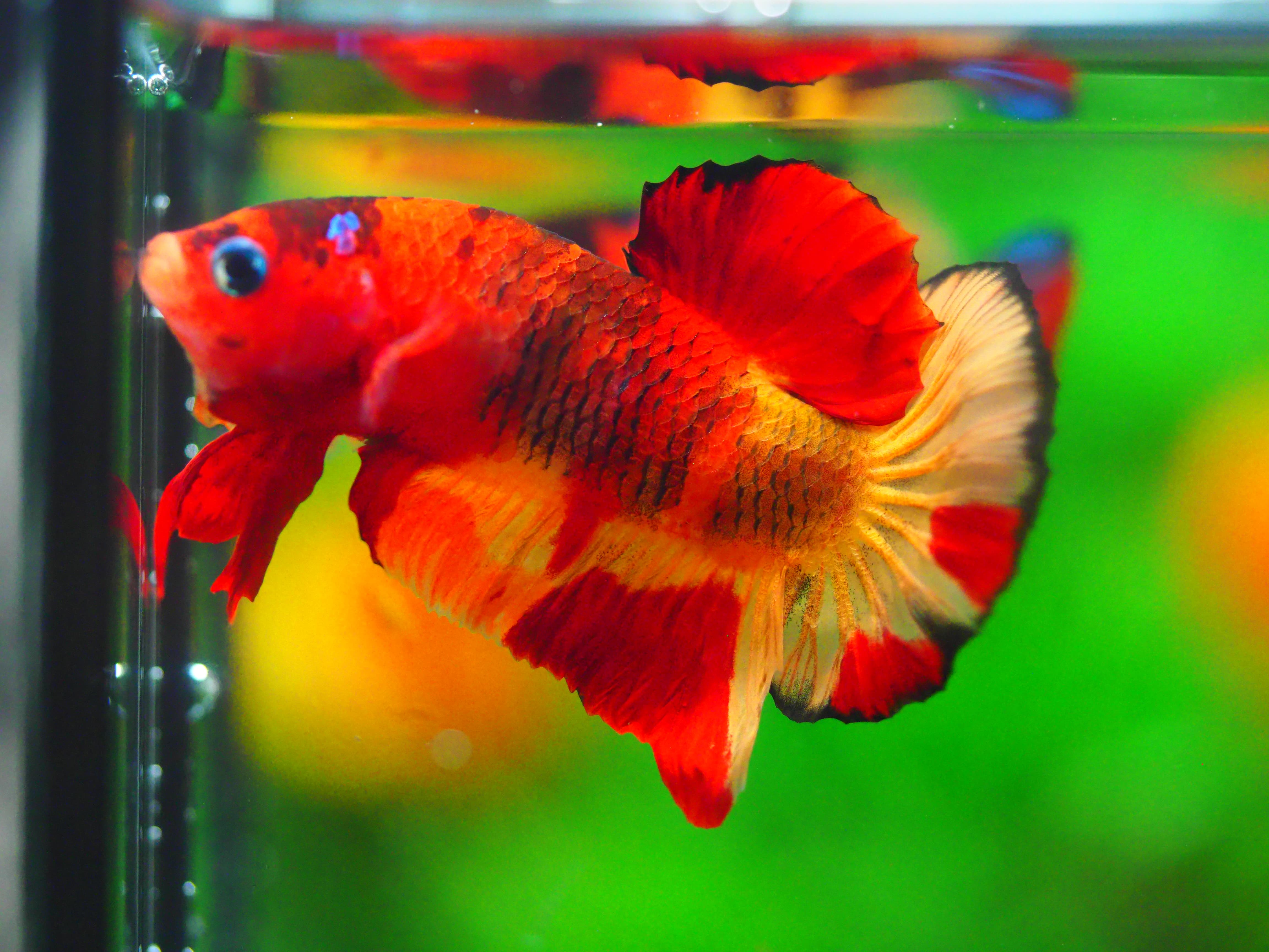 HMPK NEMO MALE GRADE A +++