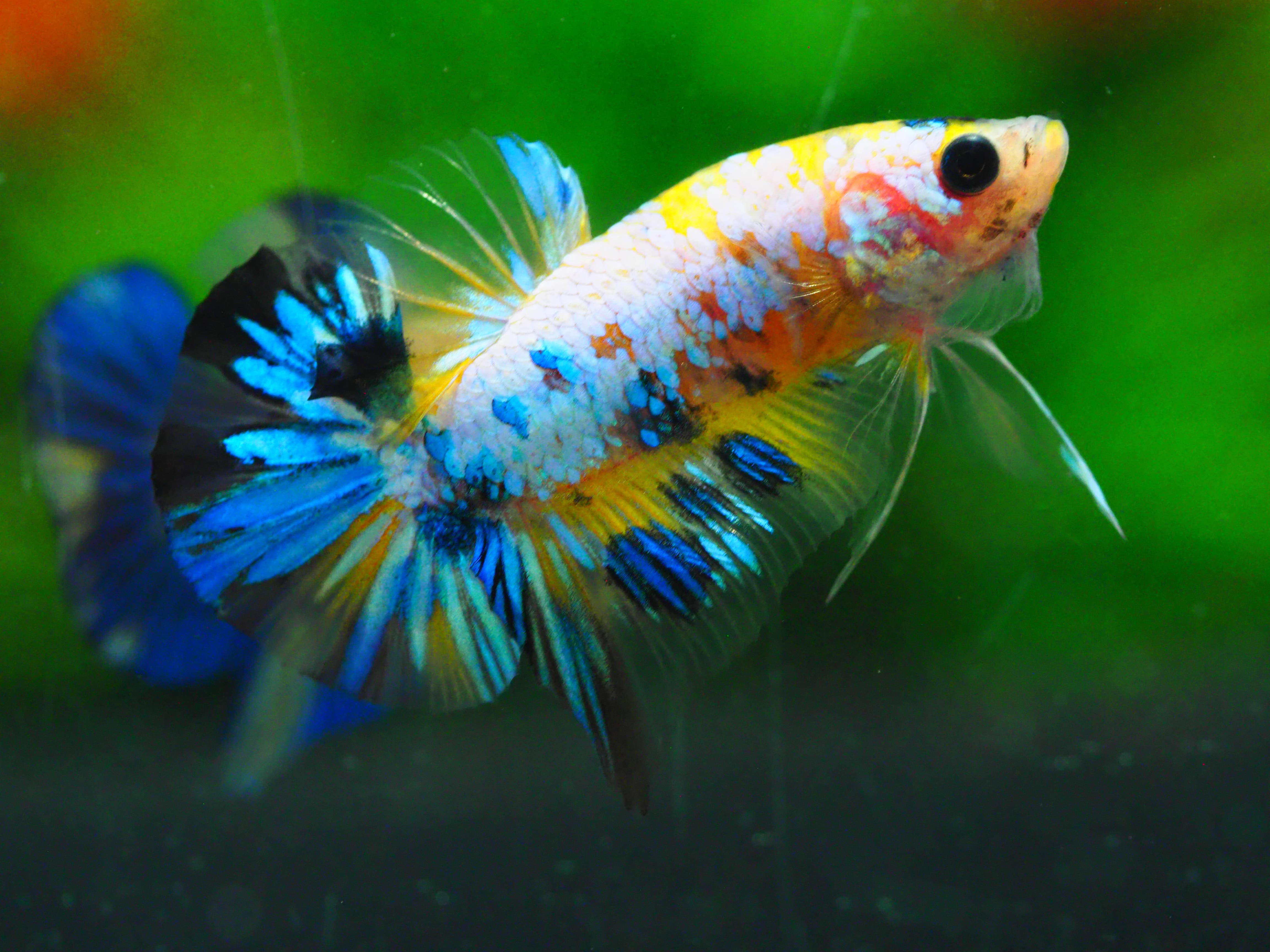 HMPK FANCY MALE GRADE A +++