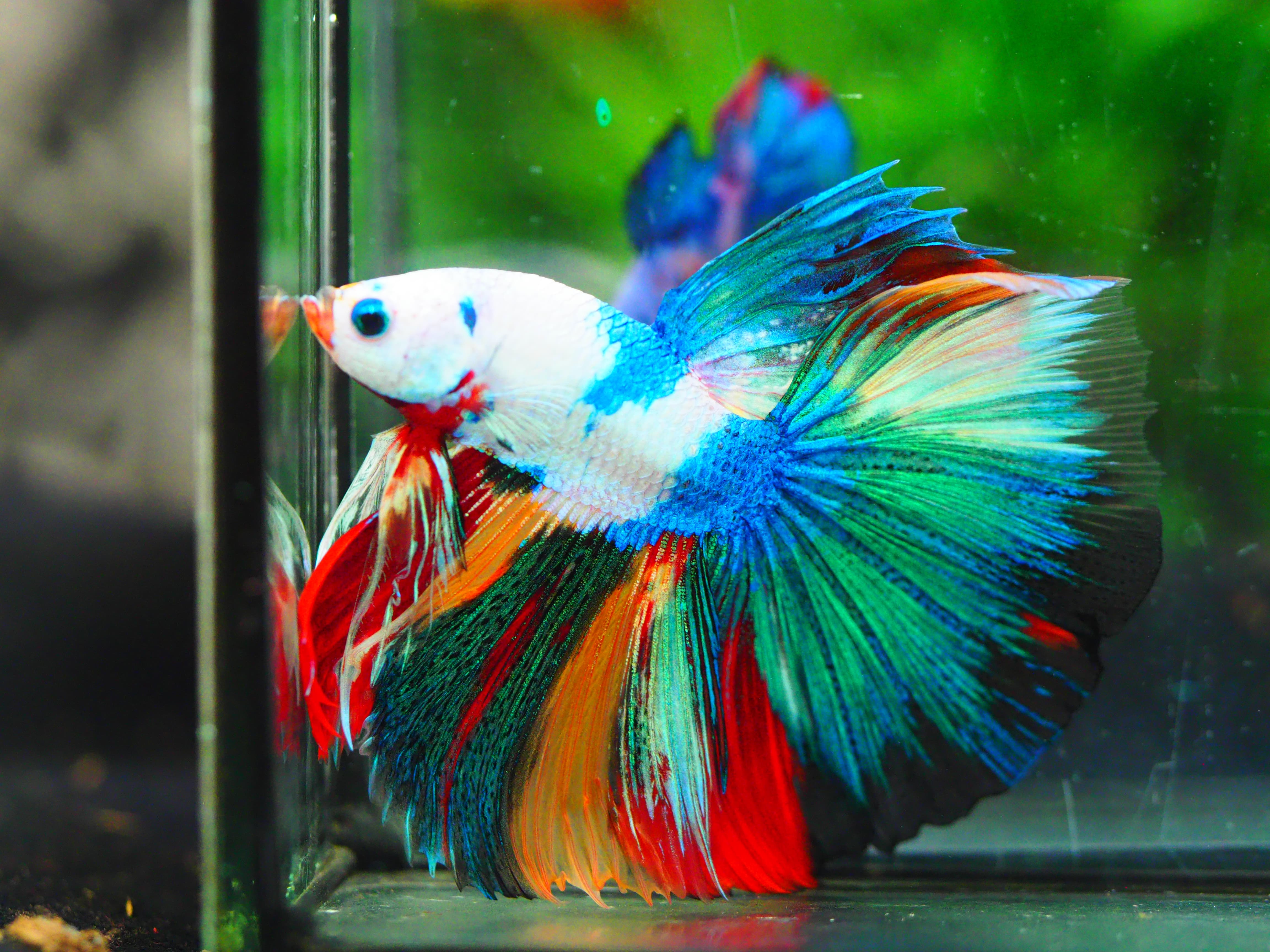 HM KOI GALAXY MALE GRADE A +++