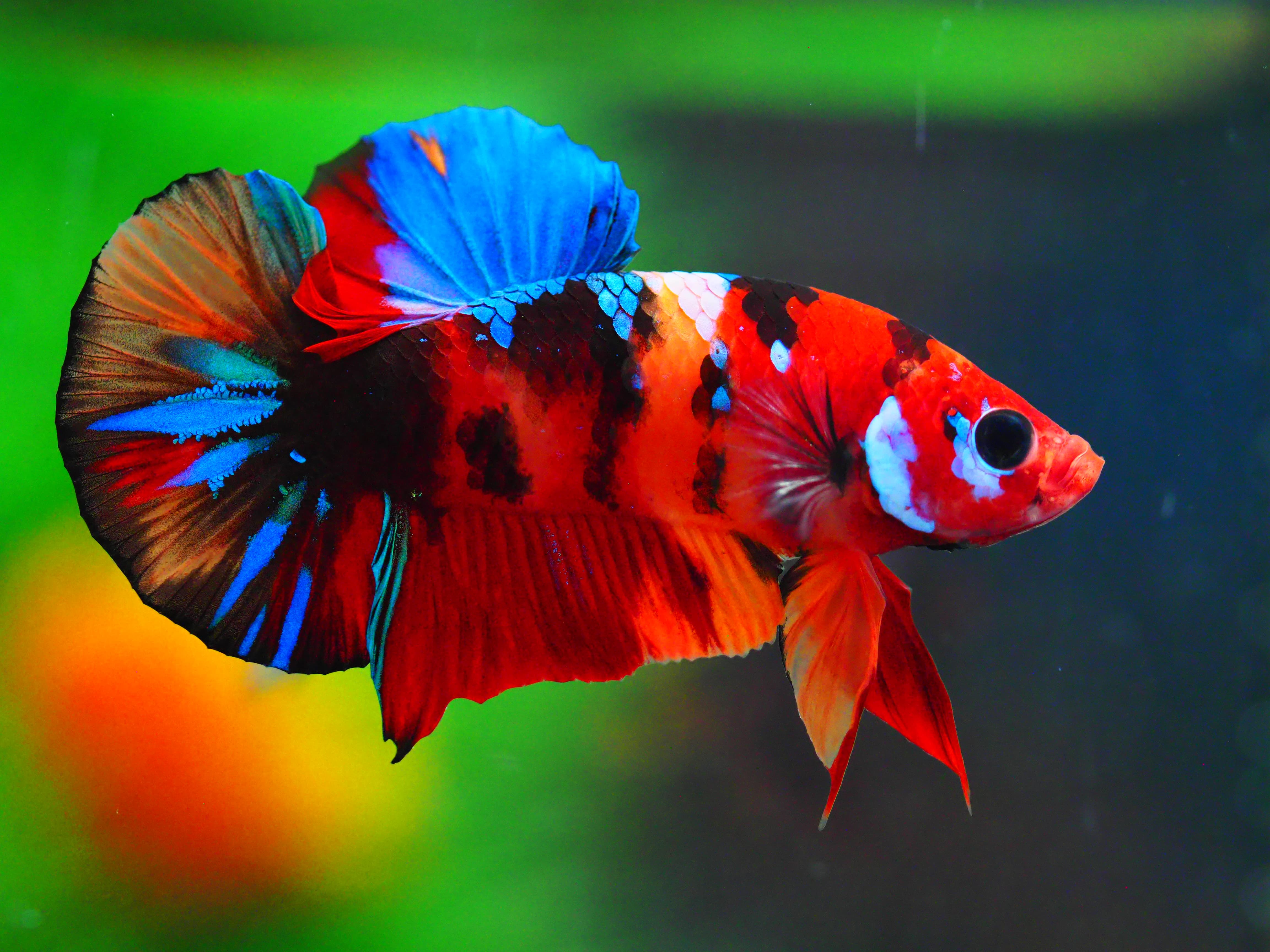 HMPK NEMO GALAXY MALE GRADE A +++