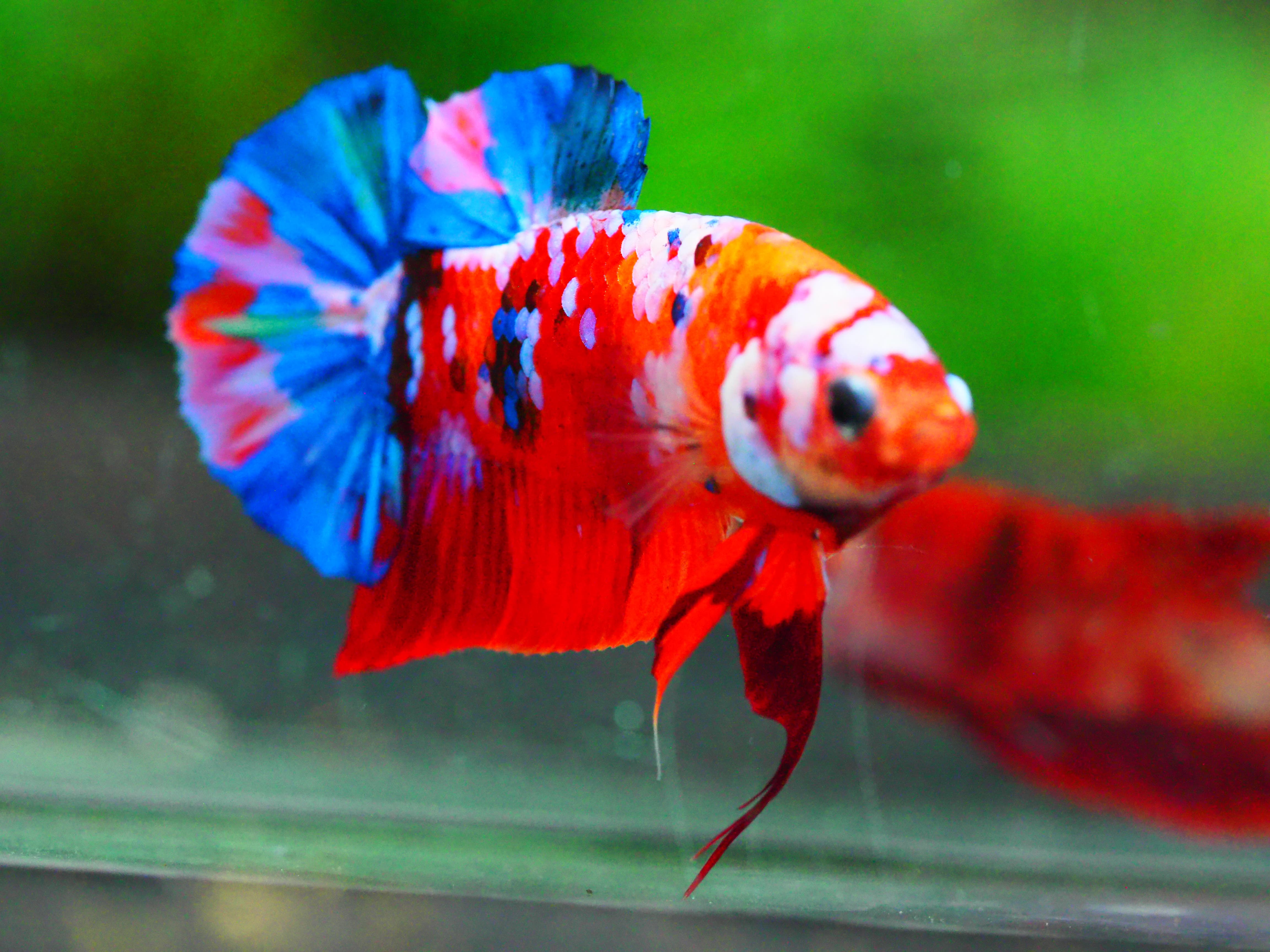 HMPK KOI GALAXY MALE GRADE A +++