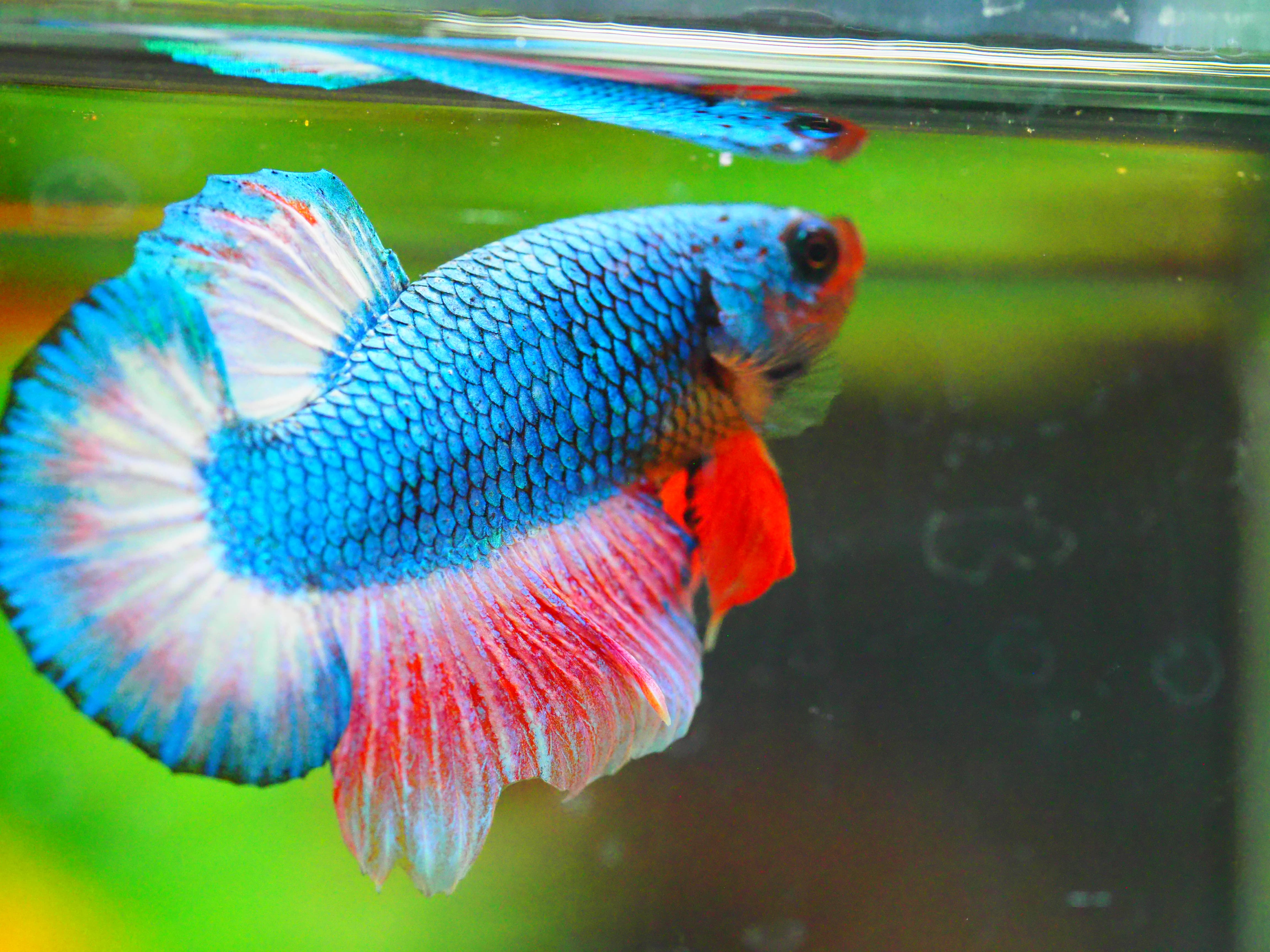 HMPK FANCY MALE GRADE A +++