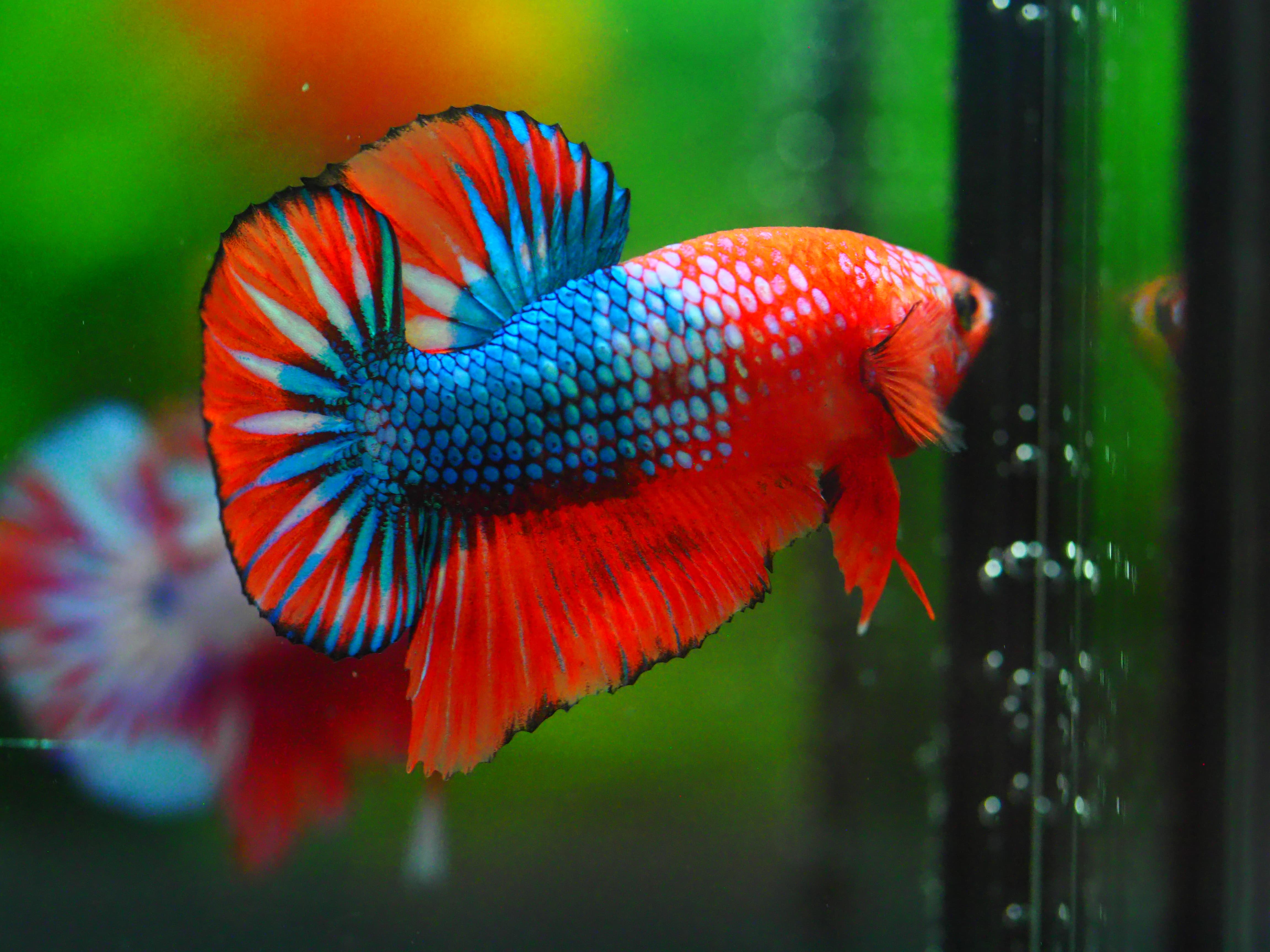 HMPK FANCY MALE GRADE A +++