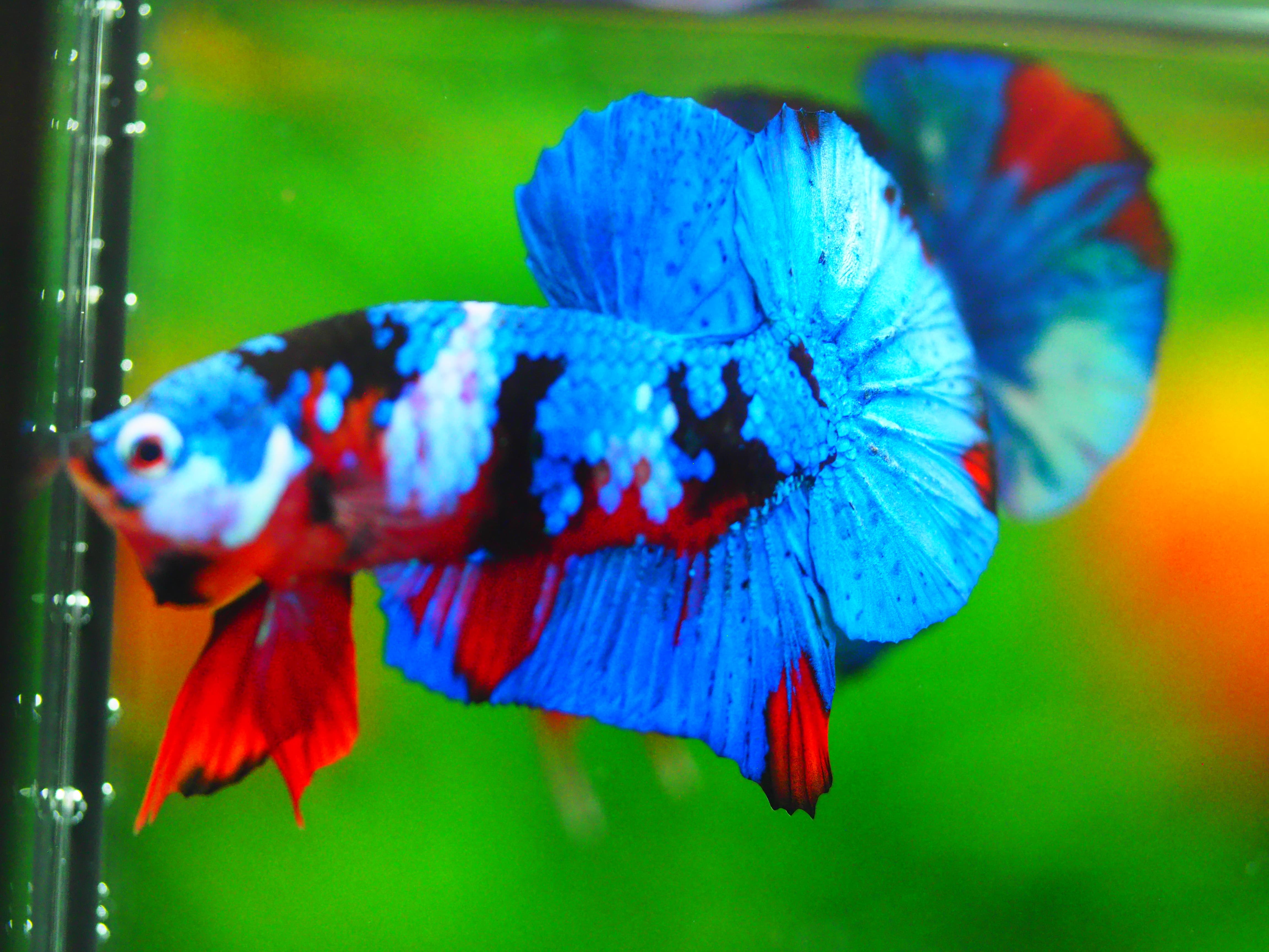 HMPK KOI GALAXY MALE GRADE A +++